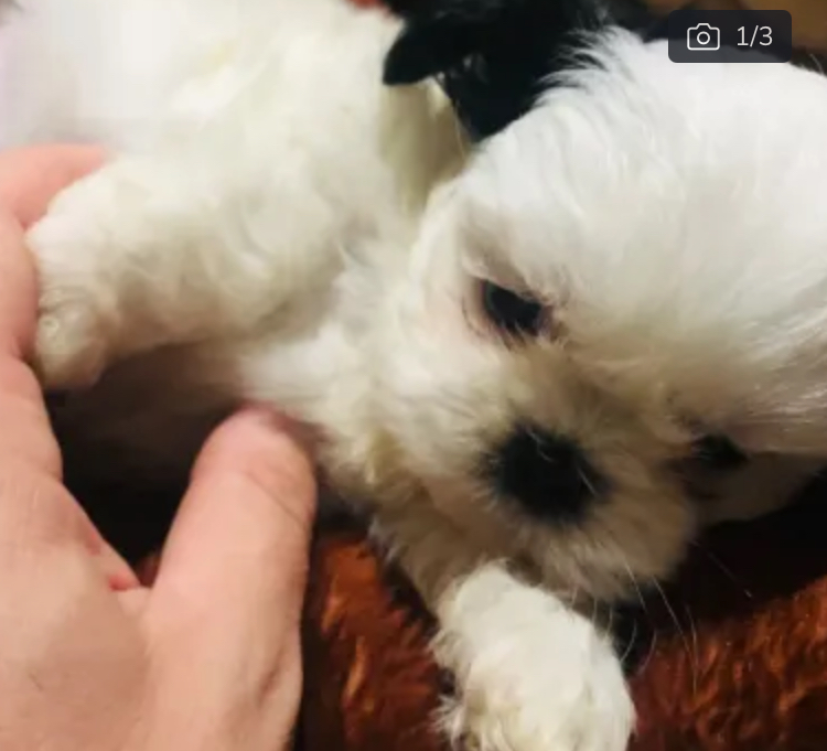 Portal Vendocão Shih Tzu Novo Hamburgo