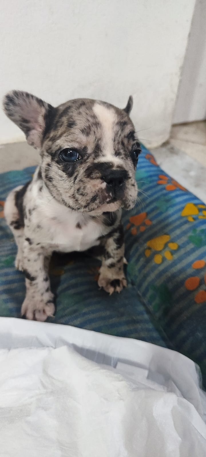 Filhote de Bulldog francês exótico - Foto 1