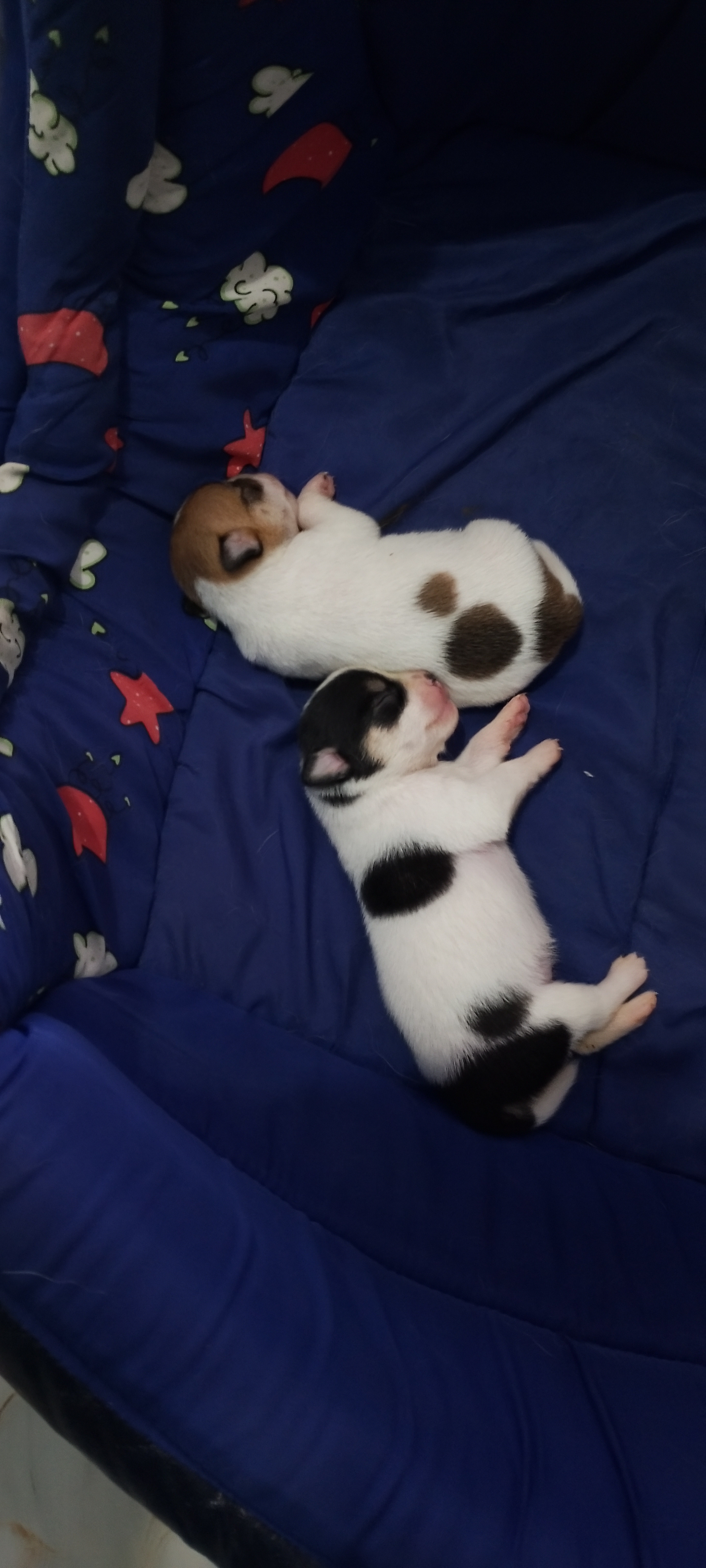 Portal Vendocão Casal Niterói 