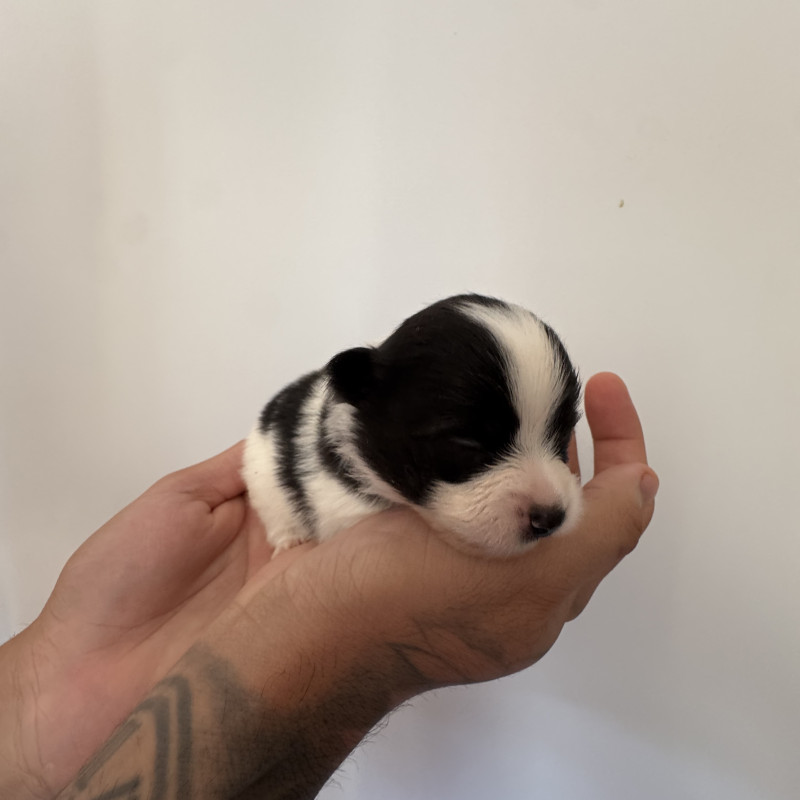 Vendo 4 filhotes de Lulu da Pomerânia - Foto 3