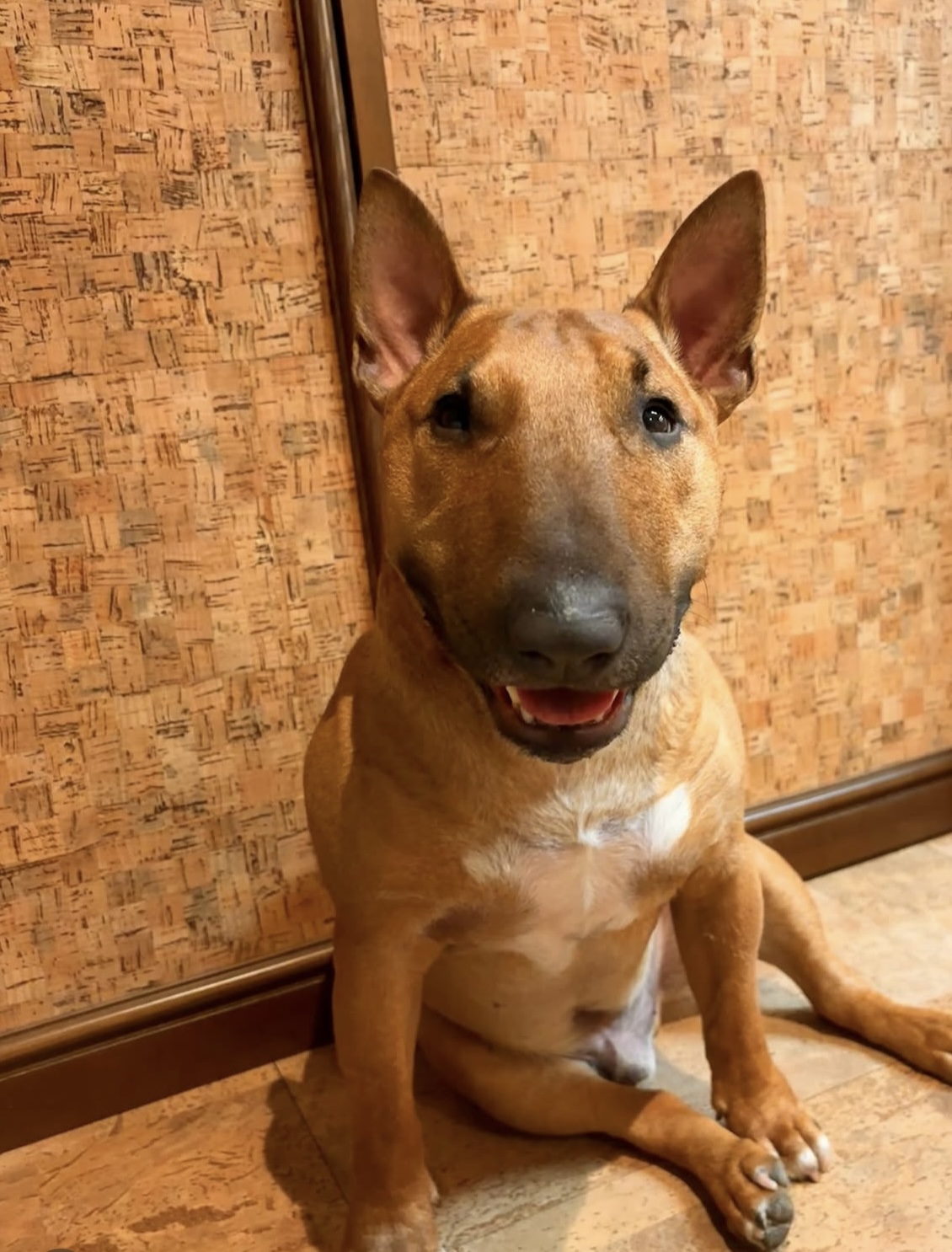 Portal Vendocão Bull Terrier filhote 9meses Pinhais