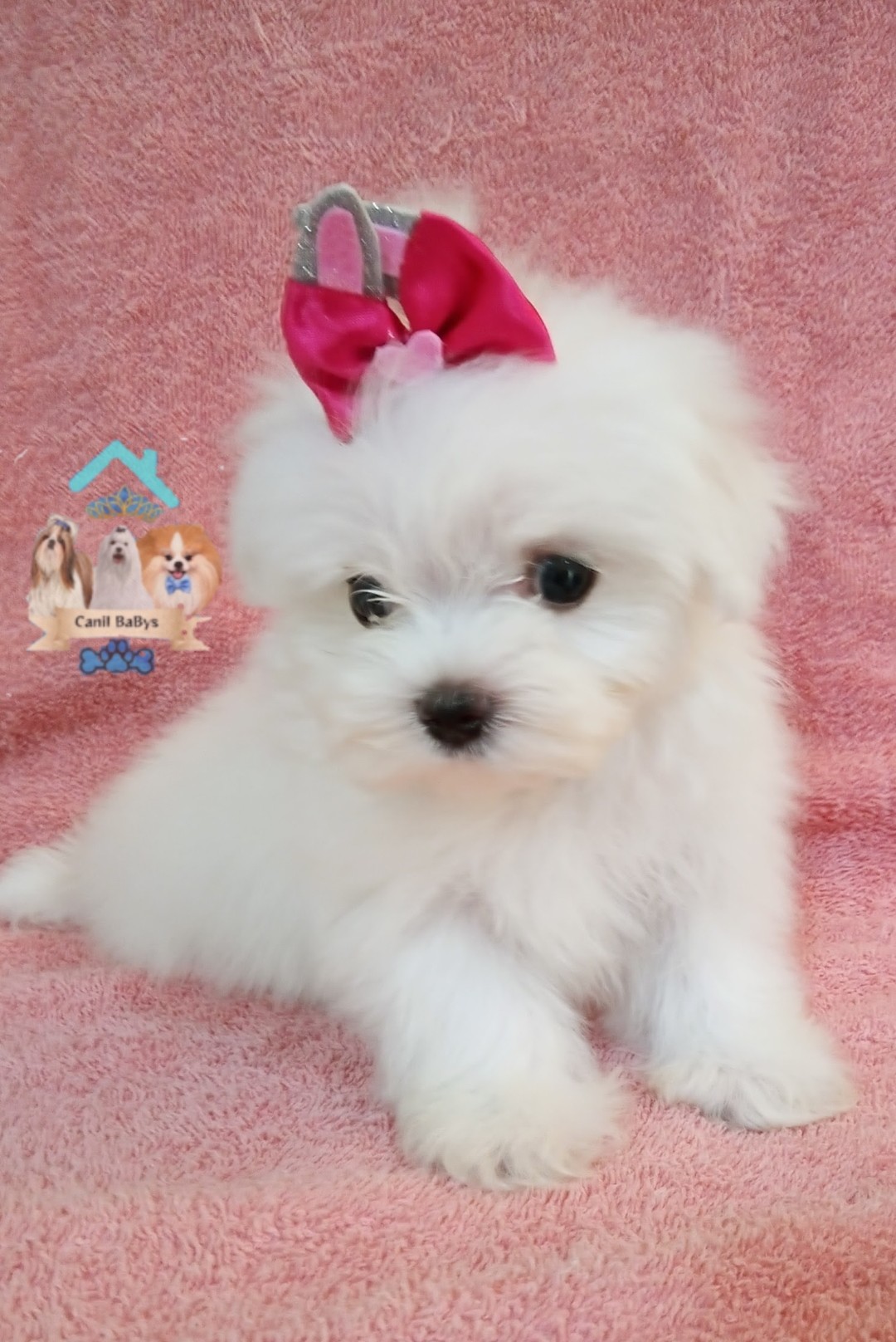 Portal Vendocão Maltes  Olinda