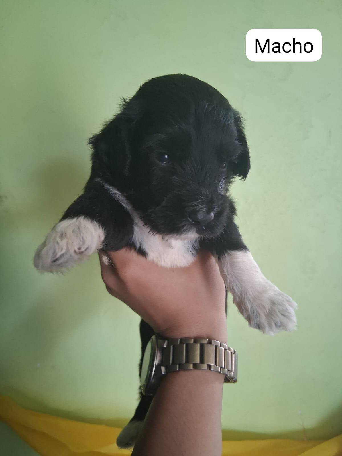 Poodle toy - Foto 3