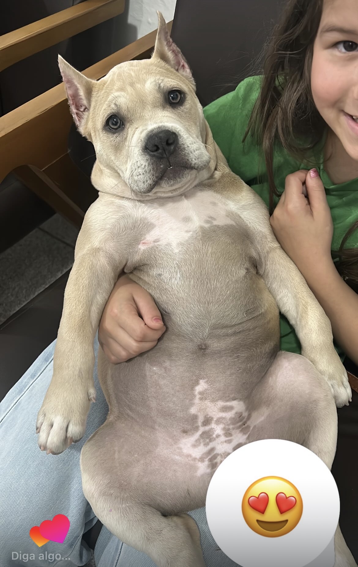 Portal Vendocão American Bully Porto Alegre
