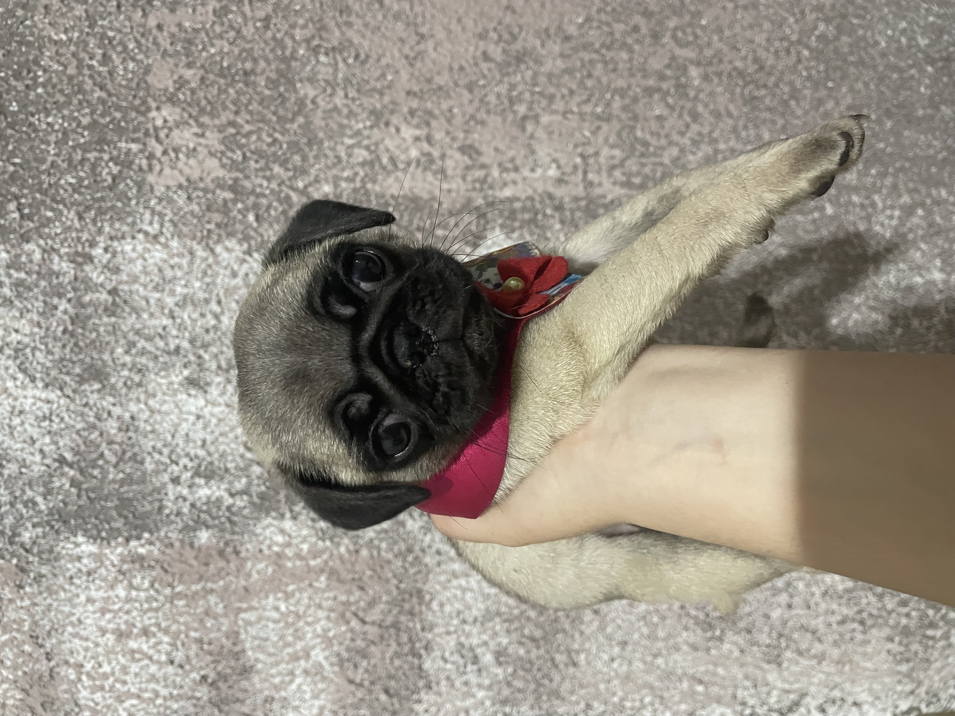 Portal Vendocão filhote pug femea americana 
