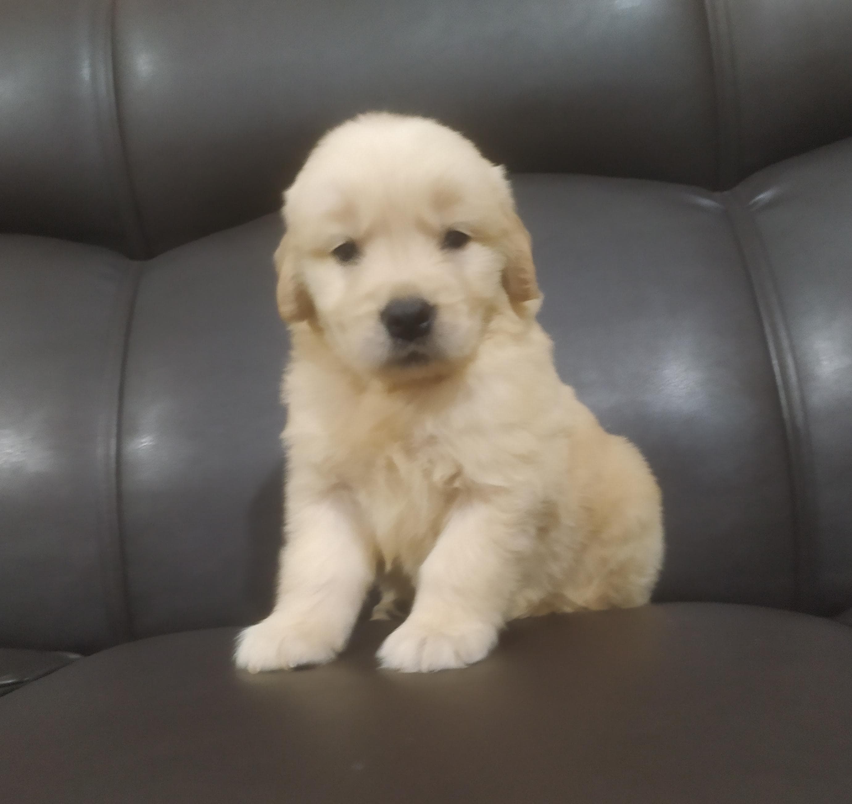 Portal Vendocão Filhotes de Golden Retriever: Amigos para Toda a Vida! Curitiba 