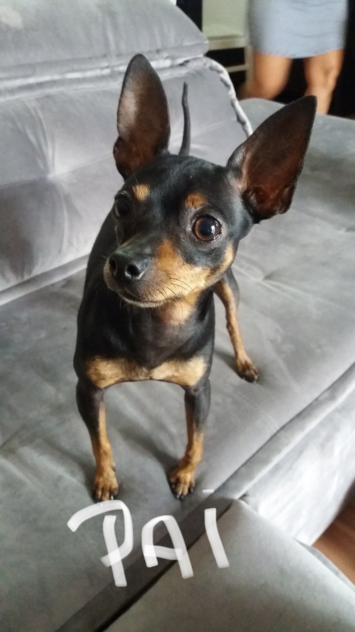 Pinsher  - Foto 2