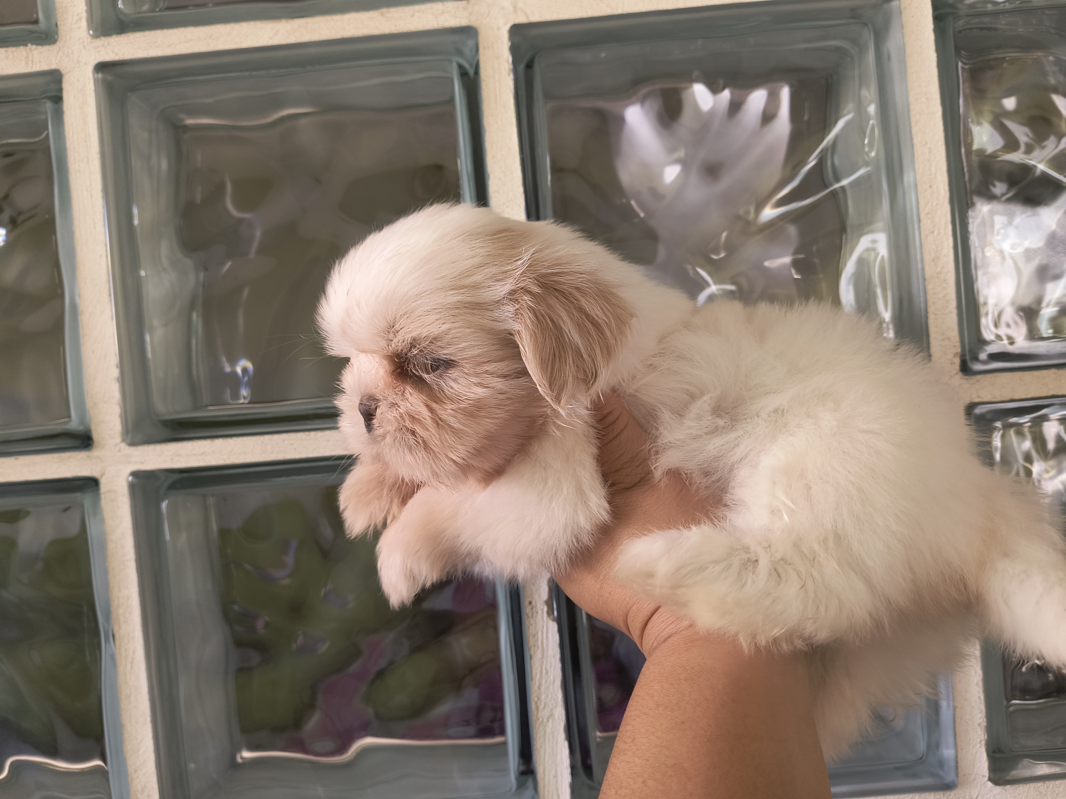 Portal Vendocão Filhote de Shihtzu Areia e branco  Rio de Janeiro