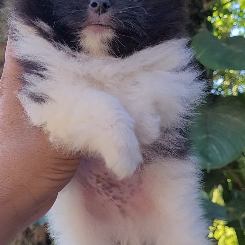 Spitz alemão - Foto 1
