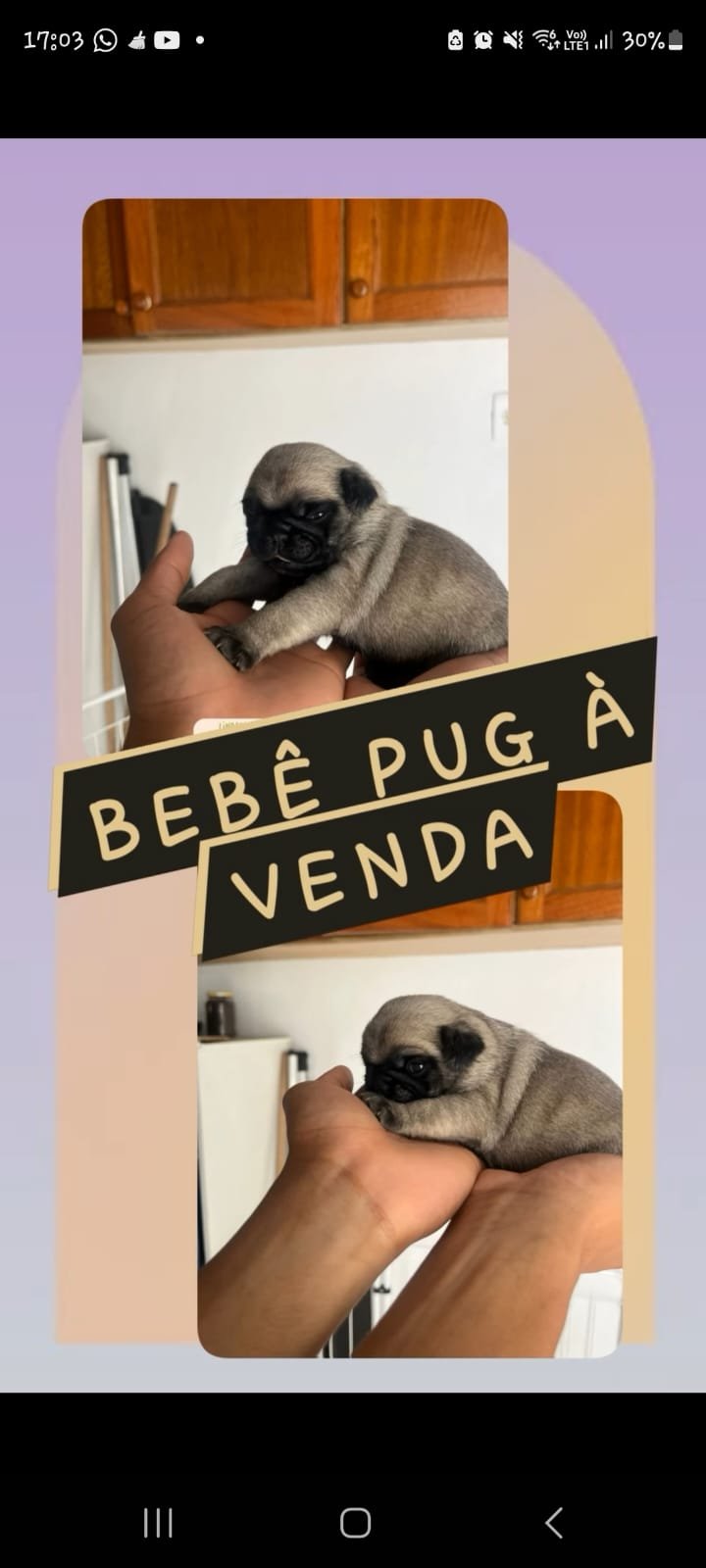 Vendo filhote de pug