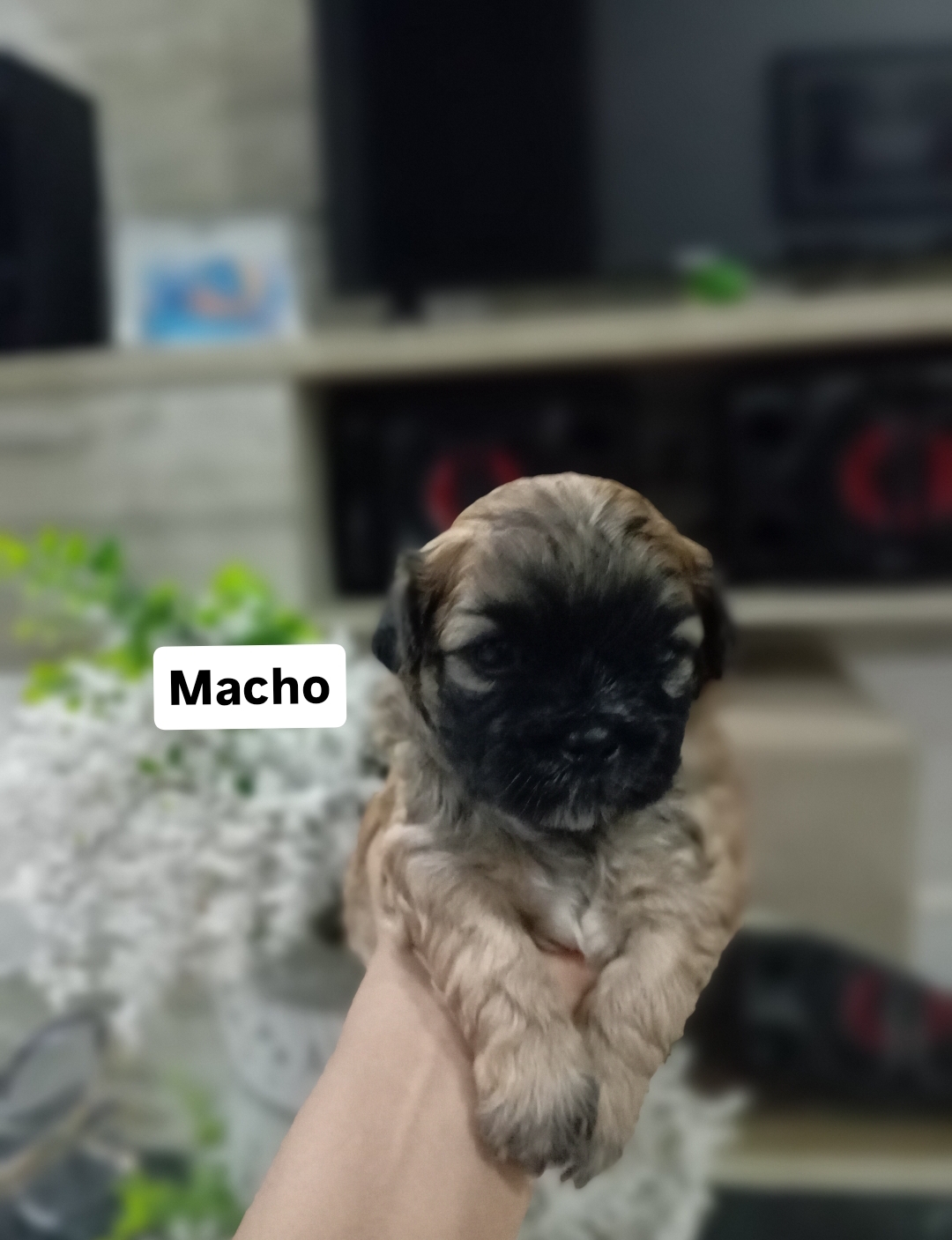 Portal Vendocão Venda Filhotes Lhasa Apso Olinda