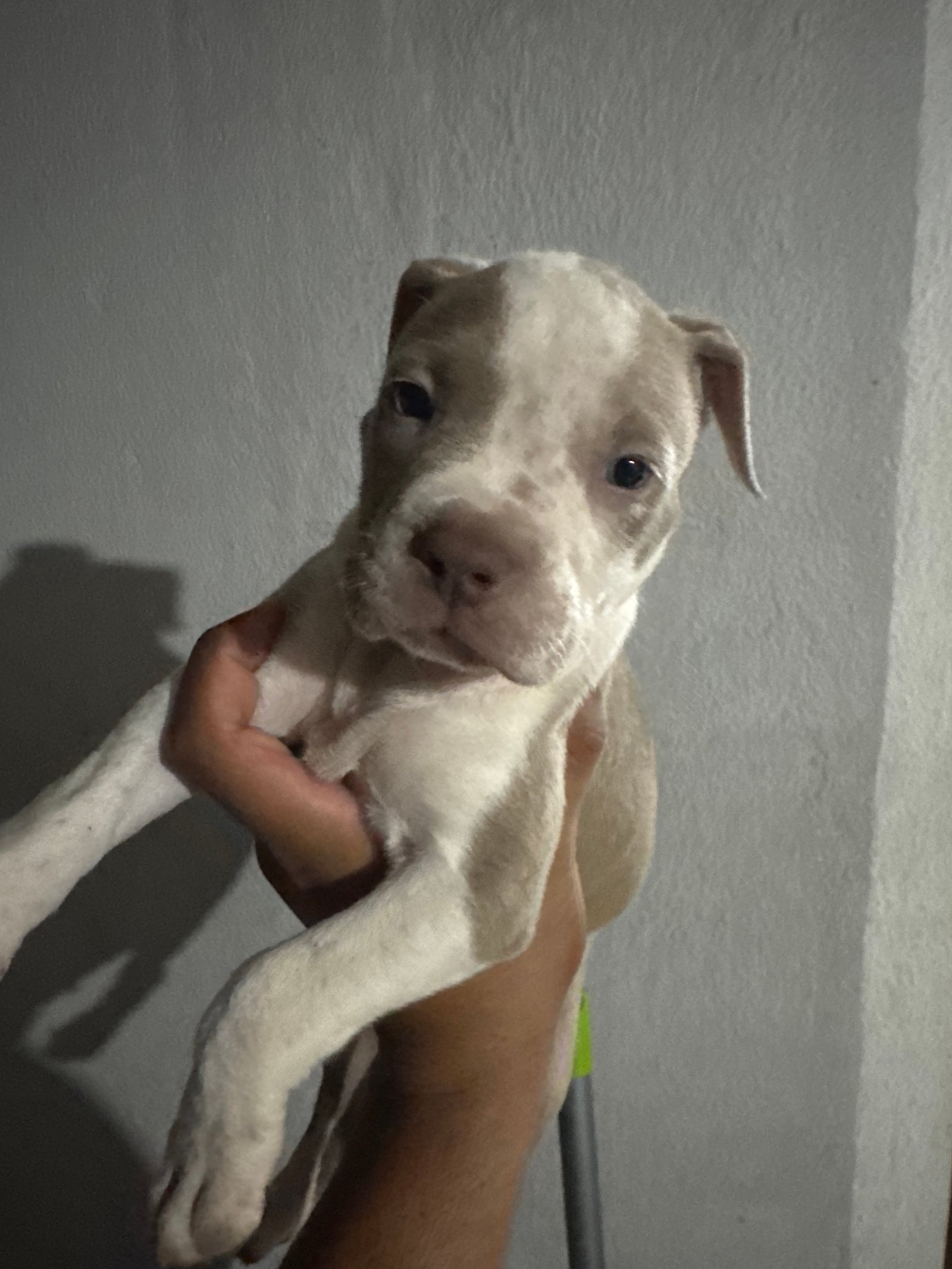 American bully