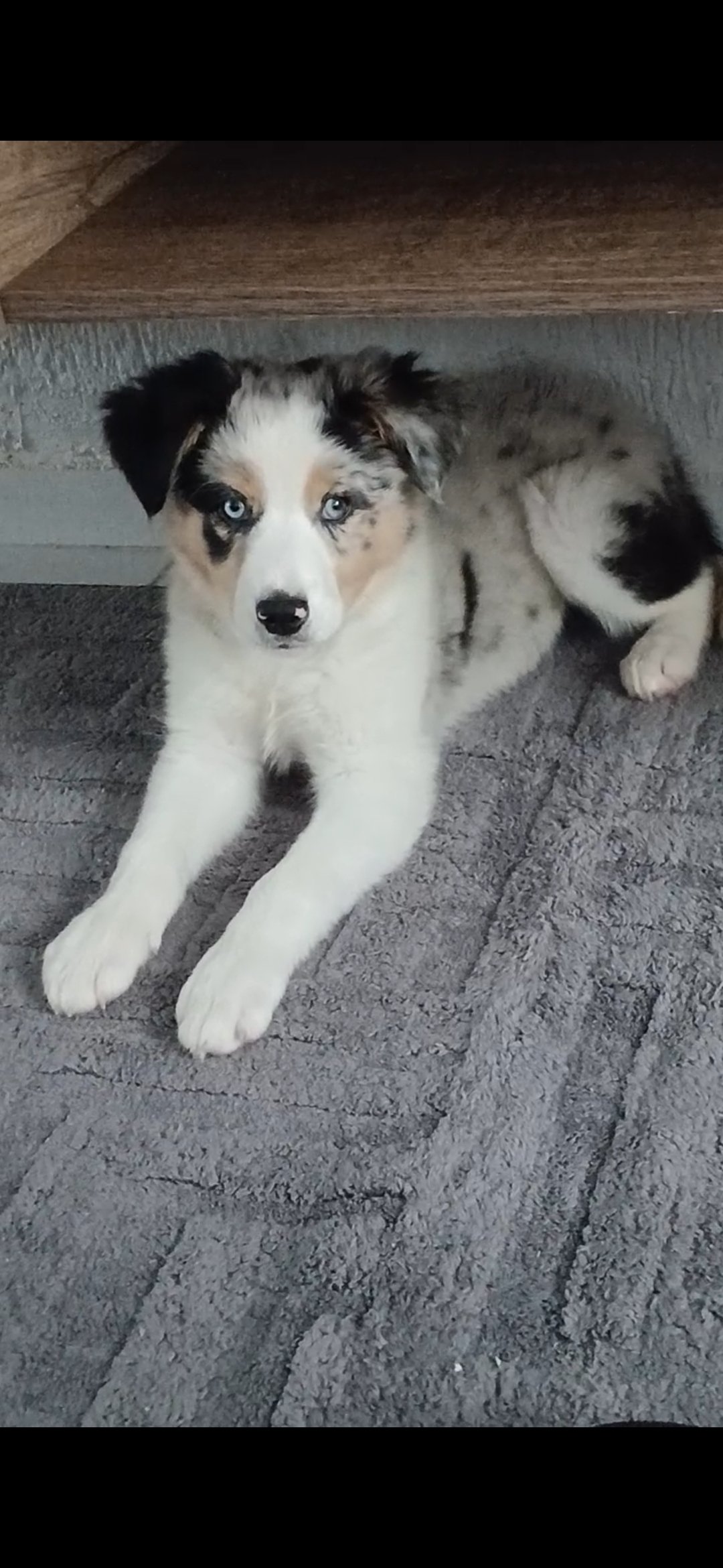 Filhote Border collie merle com heterocromia  - Foto 5