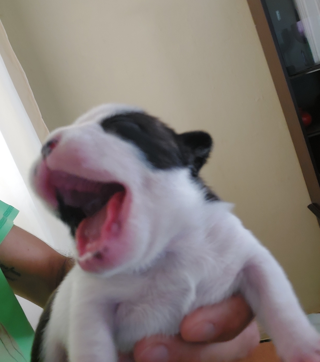 Portal Vendocão Filhotes bulldog francês  Montes claros