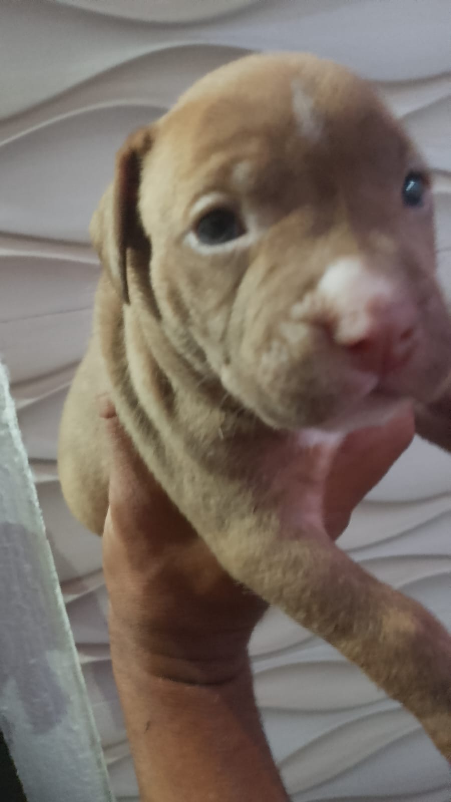 Portal Vendocão Venda de filhotes de Pitbull 4 Rio de Janeiro