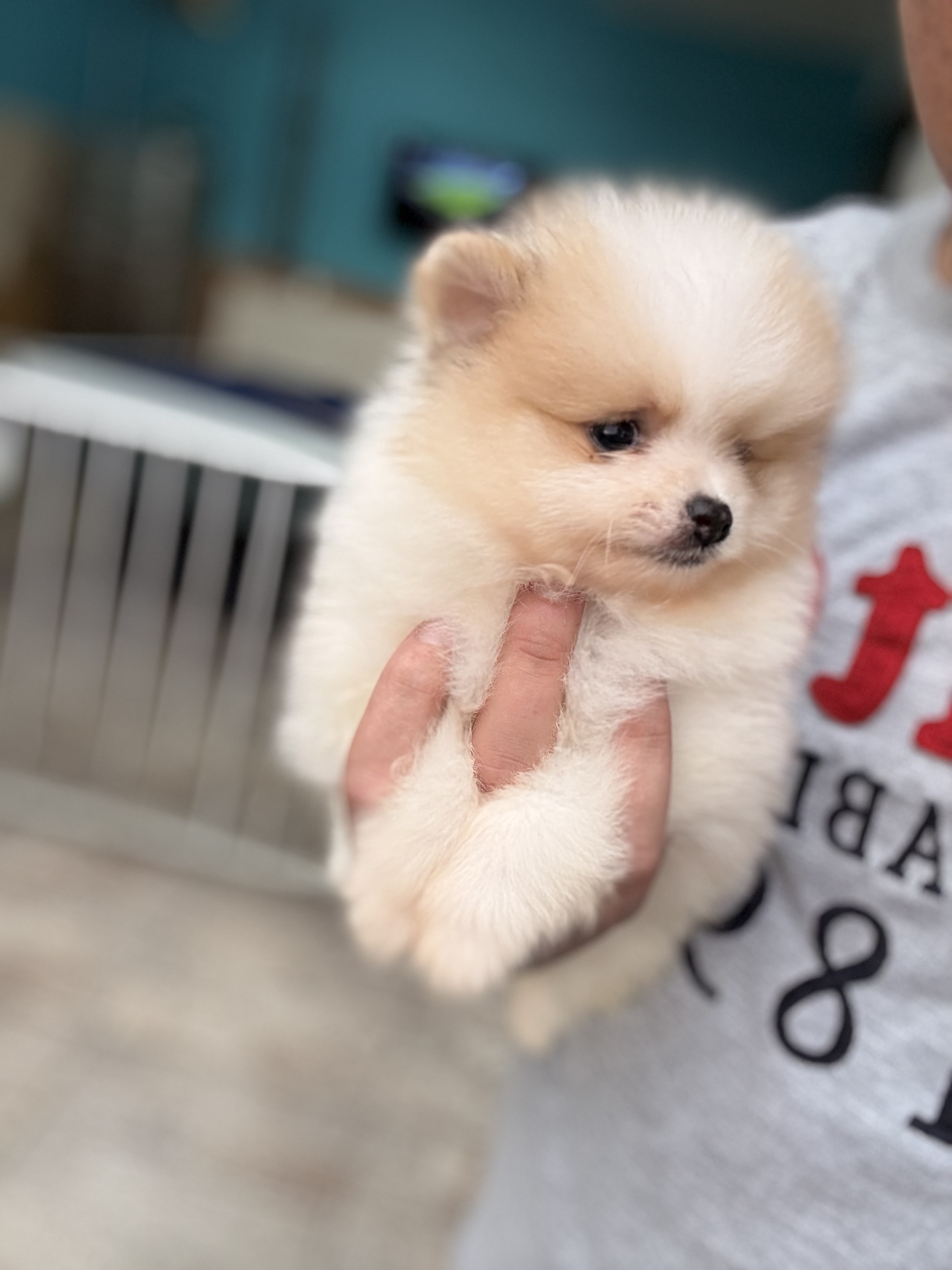 Spitz alemão  - Foto 1