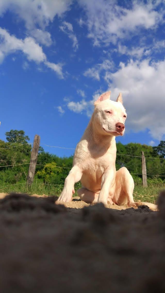 Portal Vendocão PitBull albina, toda branca 7 meses de idade, vacinas completa Salto Da Divisa