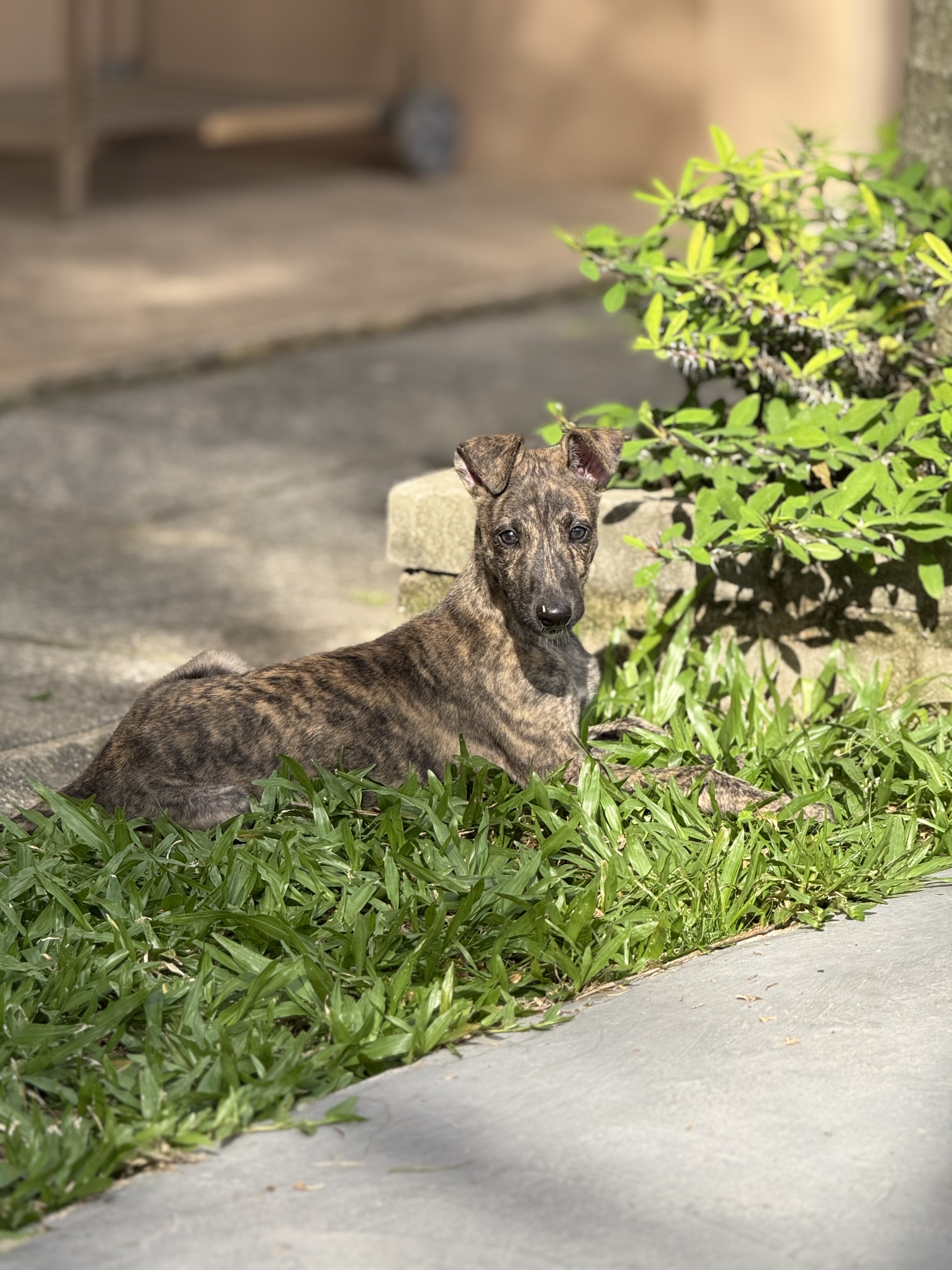 Portal Vendocão Filhote macho de Greyhound inglês  São Lourenço do Sul 