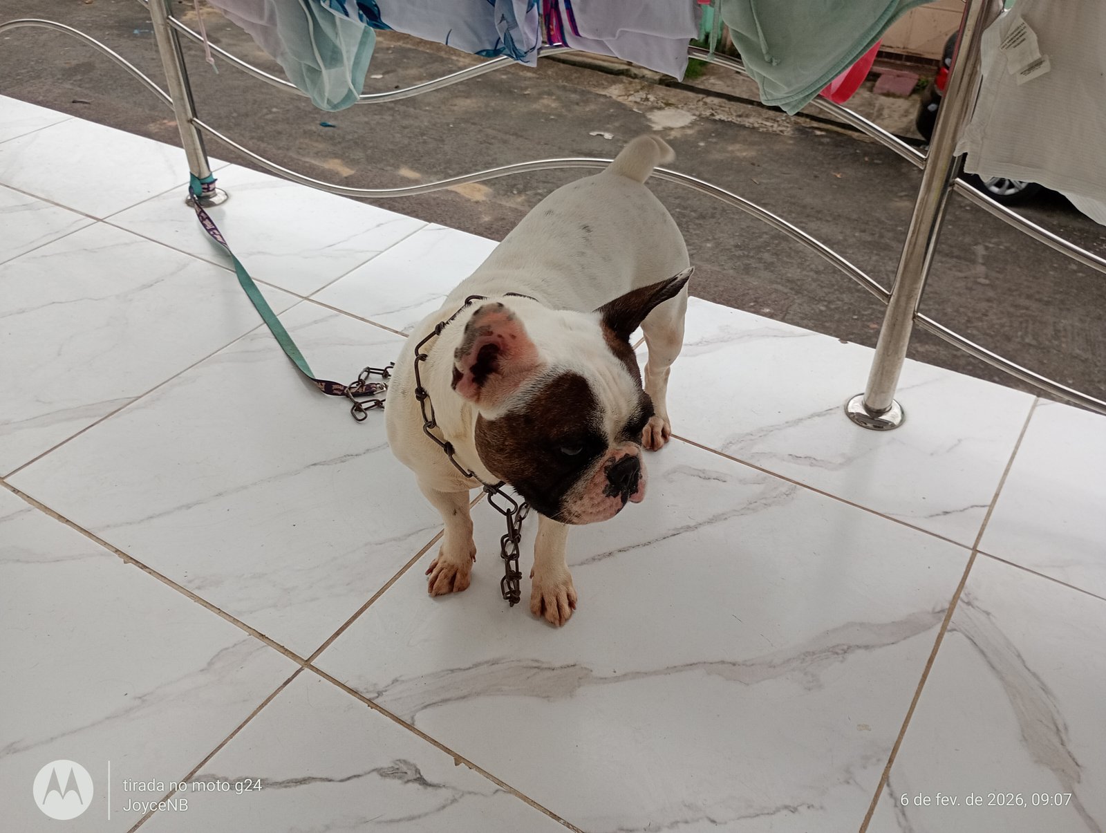 Vendo bulldog francês  - Foto 3