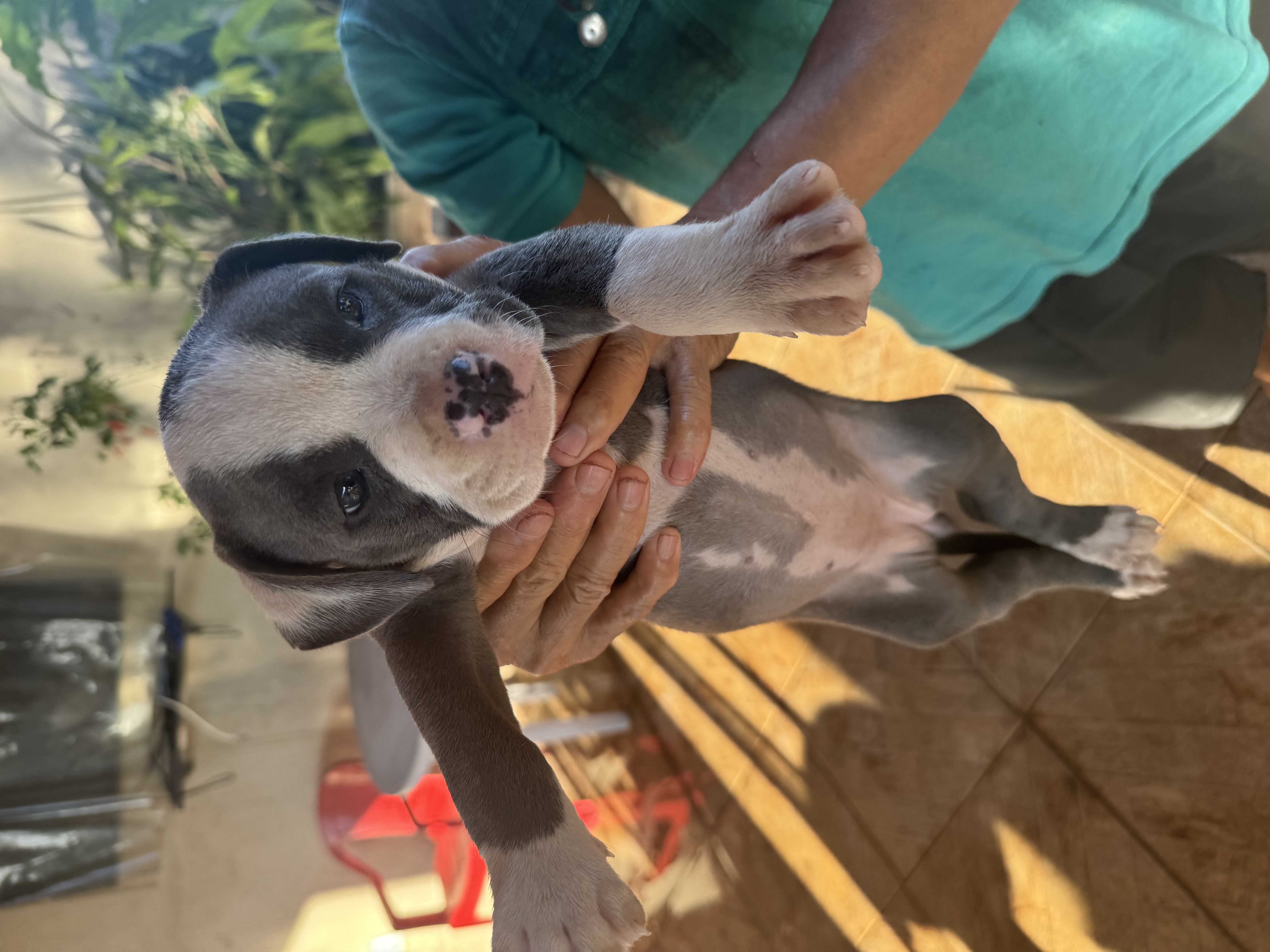 Venda de Filhotes American Bully - Foto 2