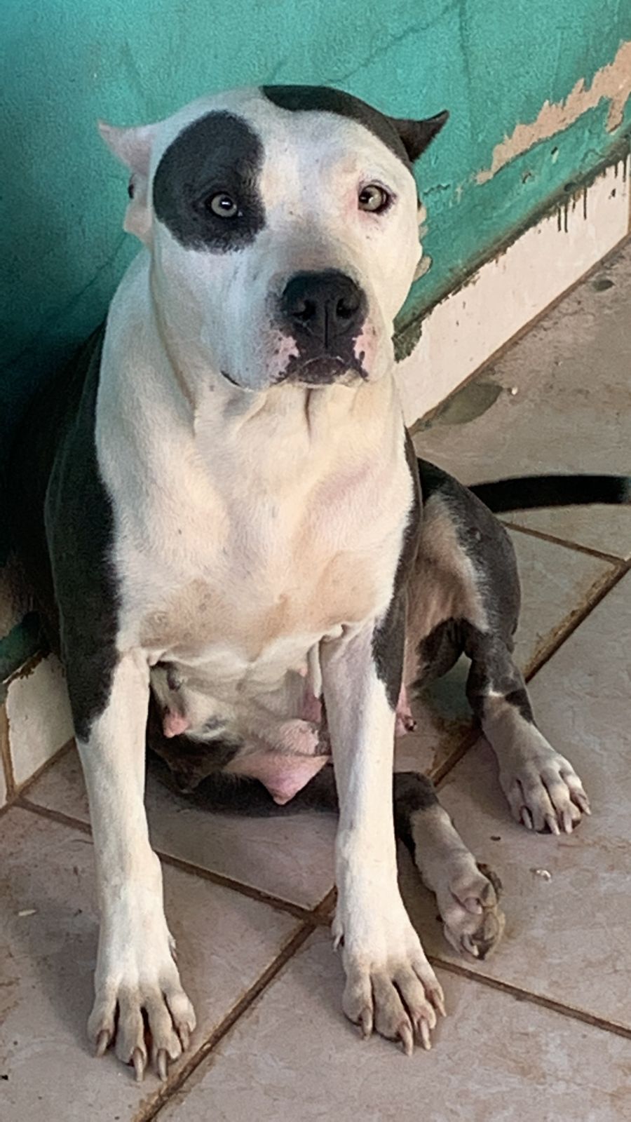 Portal Vendocão American Staffordshire terrier  Brasília 
