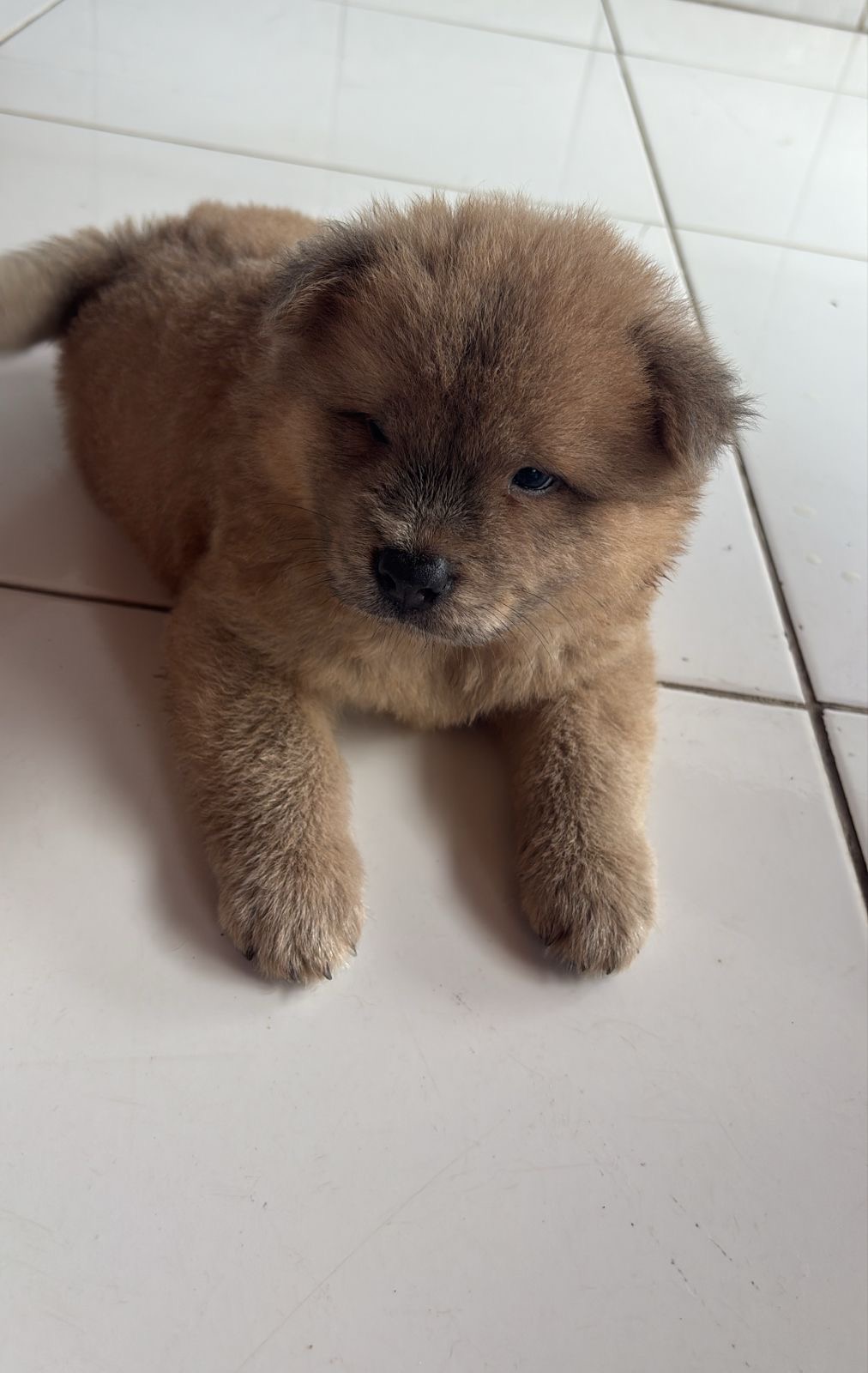 Portal Vendocão Vendo filhotes de Chowchow puro São luis