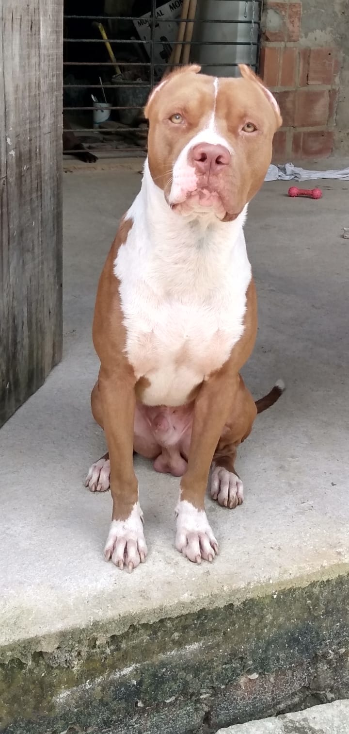Portal Vendocão Lindos filhotes de pitbull  Paulista