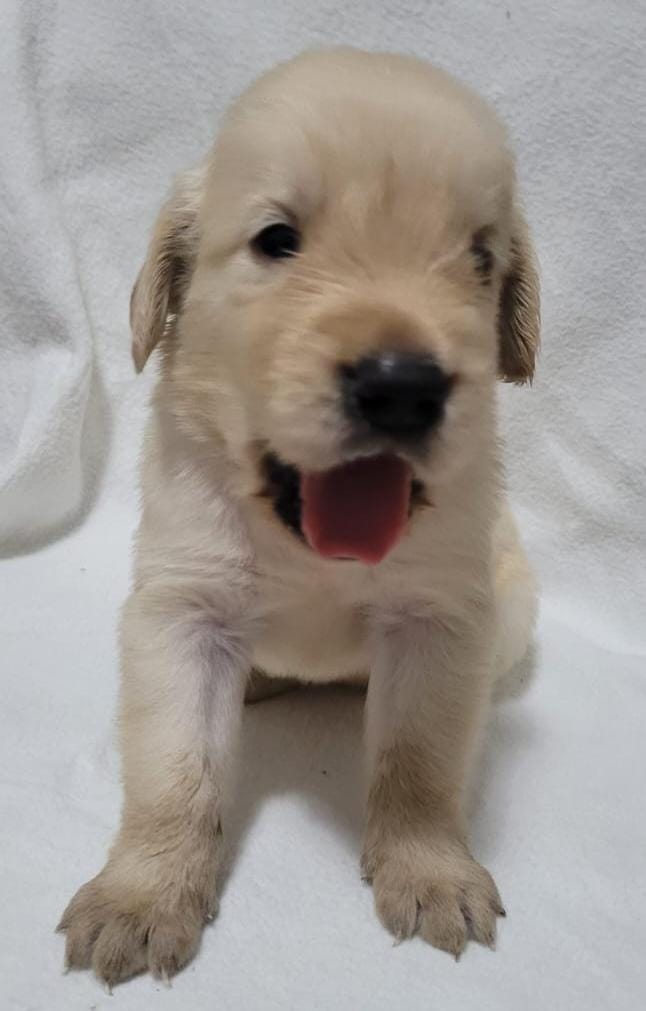 Portal Vendocão Filhotes Golden Retriever  Salvador