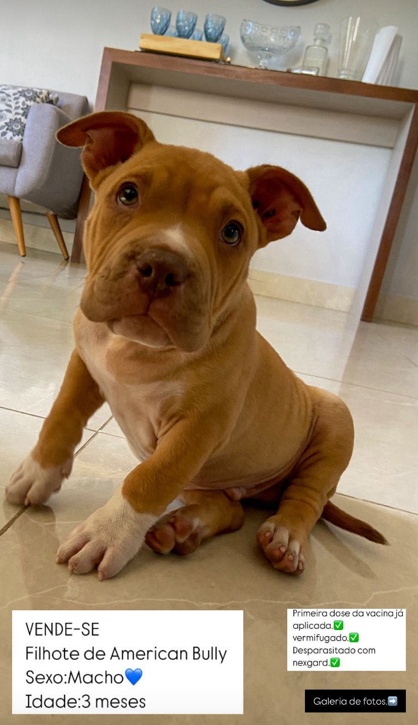 Portal Vendocão American bully macho-3 meses  Ibirité 
