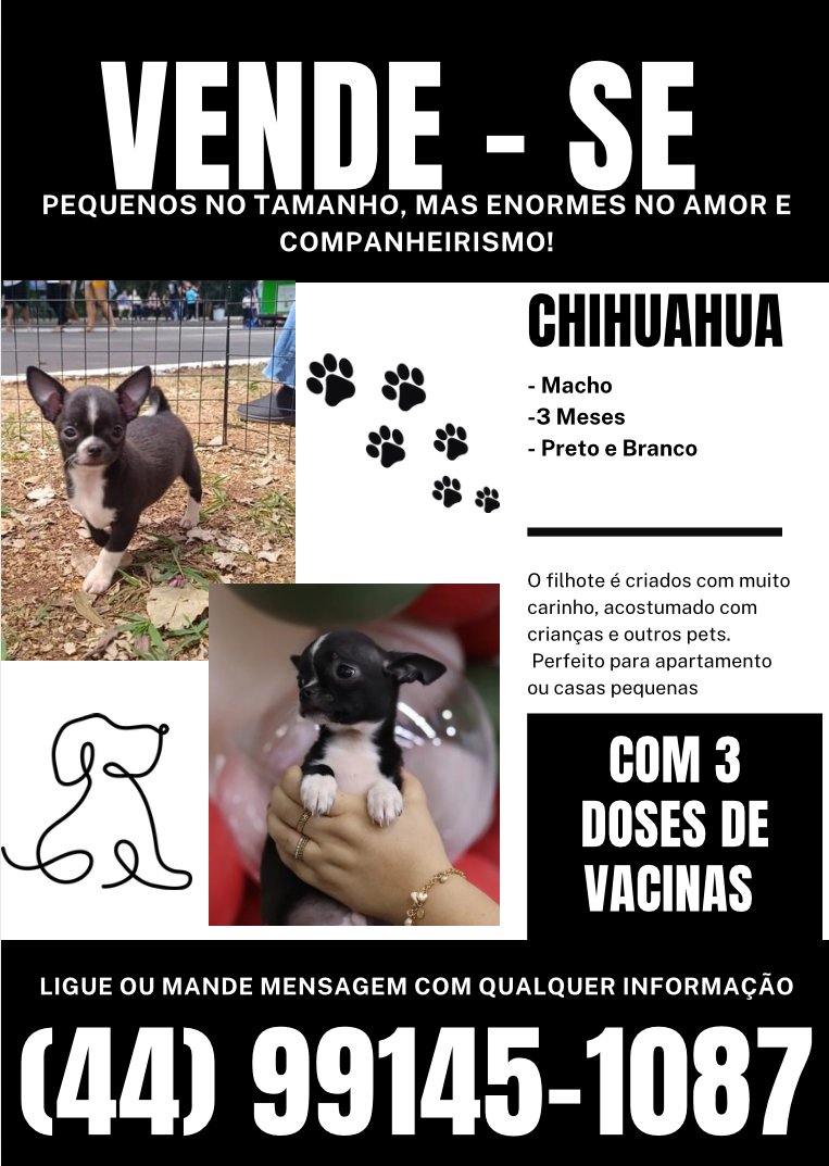 Filhote de chihuahua 