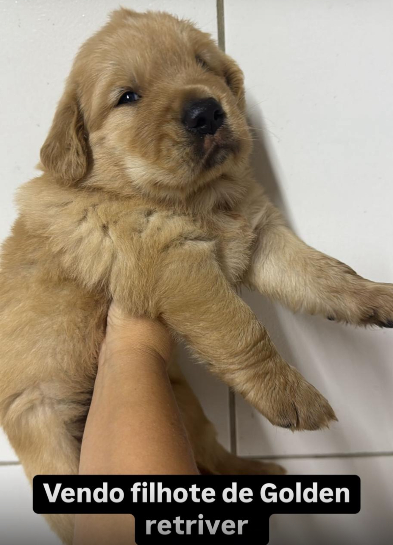 Portal Vendocão Venda de cachorro golden Fortaleza