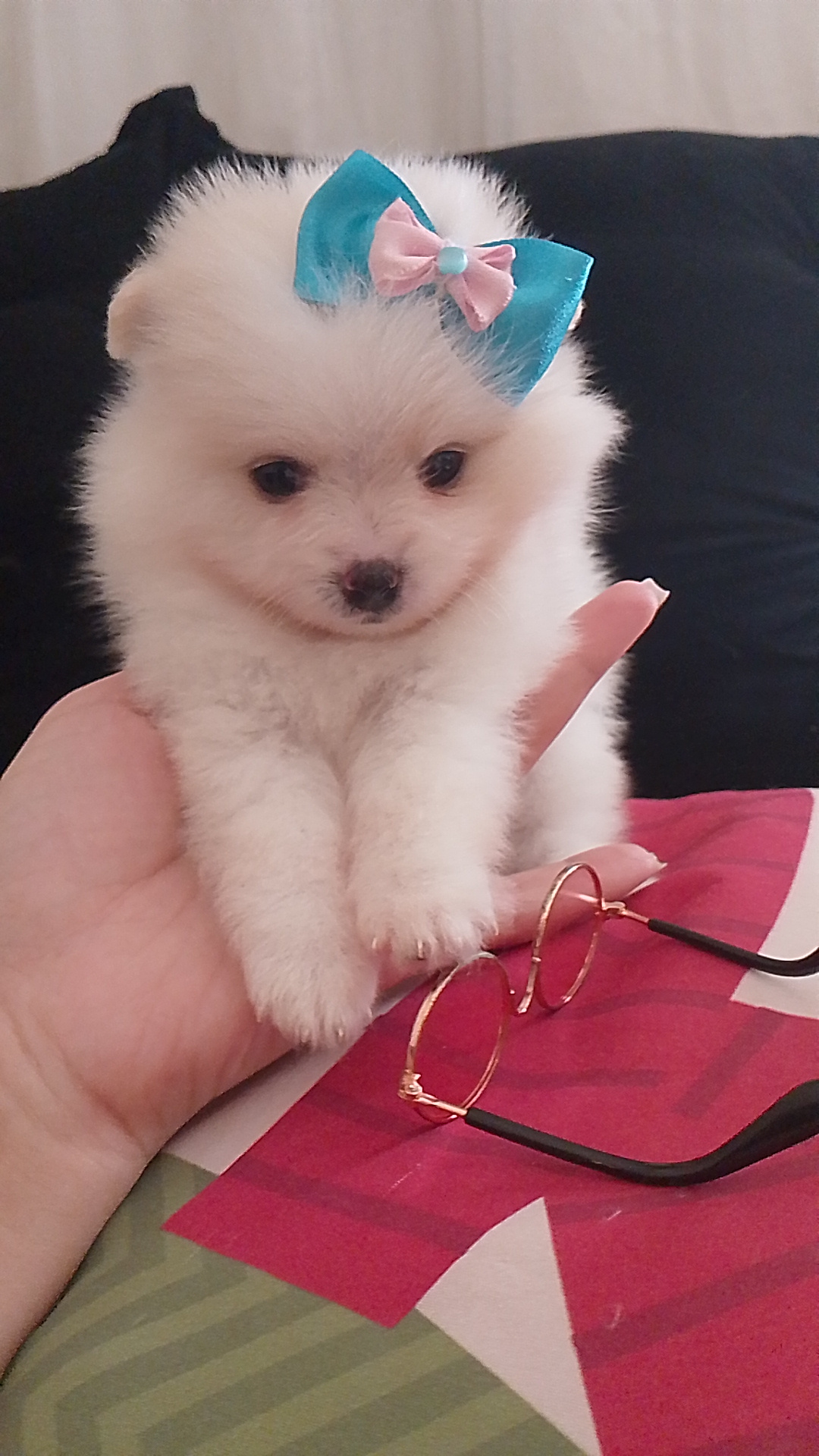 Lulu fêmea / Spitz alemão anão  - Foto 1