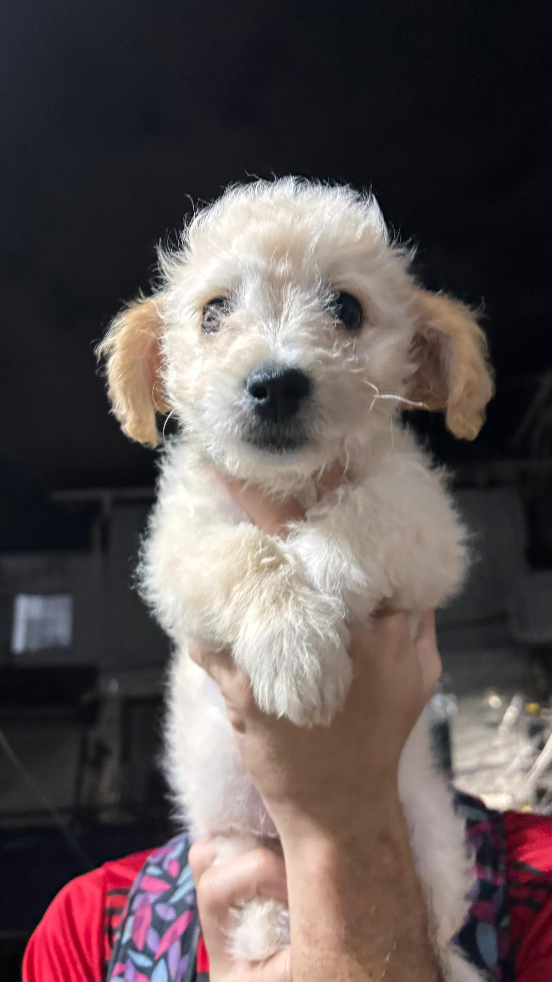 Portal Vendocão Filhote Poodle Salvador