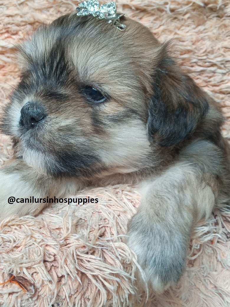 Portal Vendocão lhasa apso garanta hoje seu bebe #canilursinhospuppies  paulinia 
