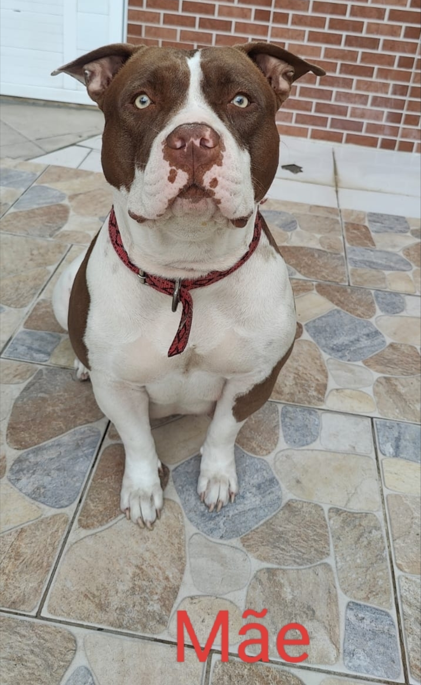 Portal Vendocão Pit Monster American Bully filhotes com pedigree  São João de Meriti