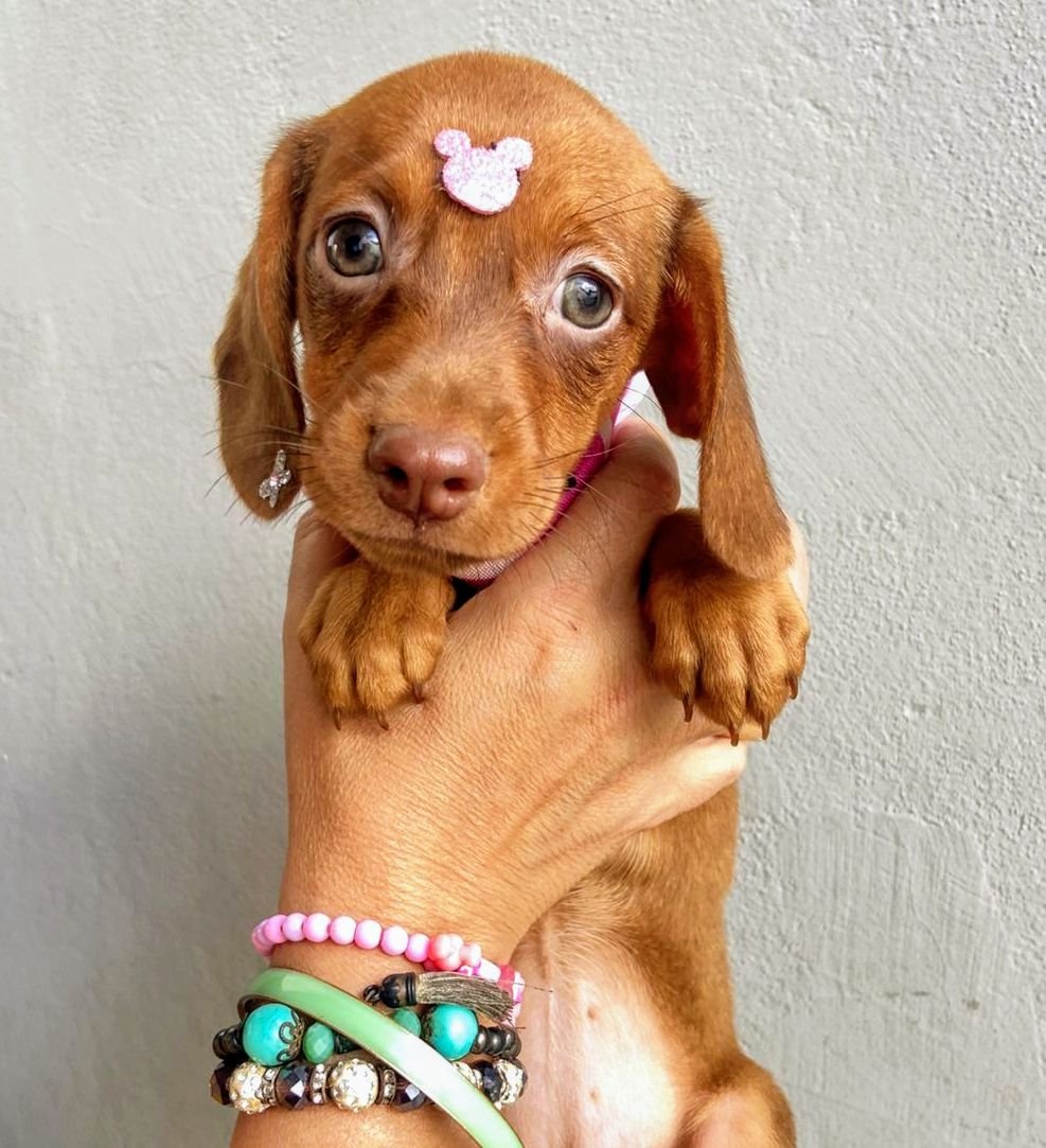 DACHSHUND MINI M/F DOURADOS PARC/10X NO CARTÃO ENTREGO HOJE CHAMA NO ZAP