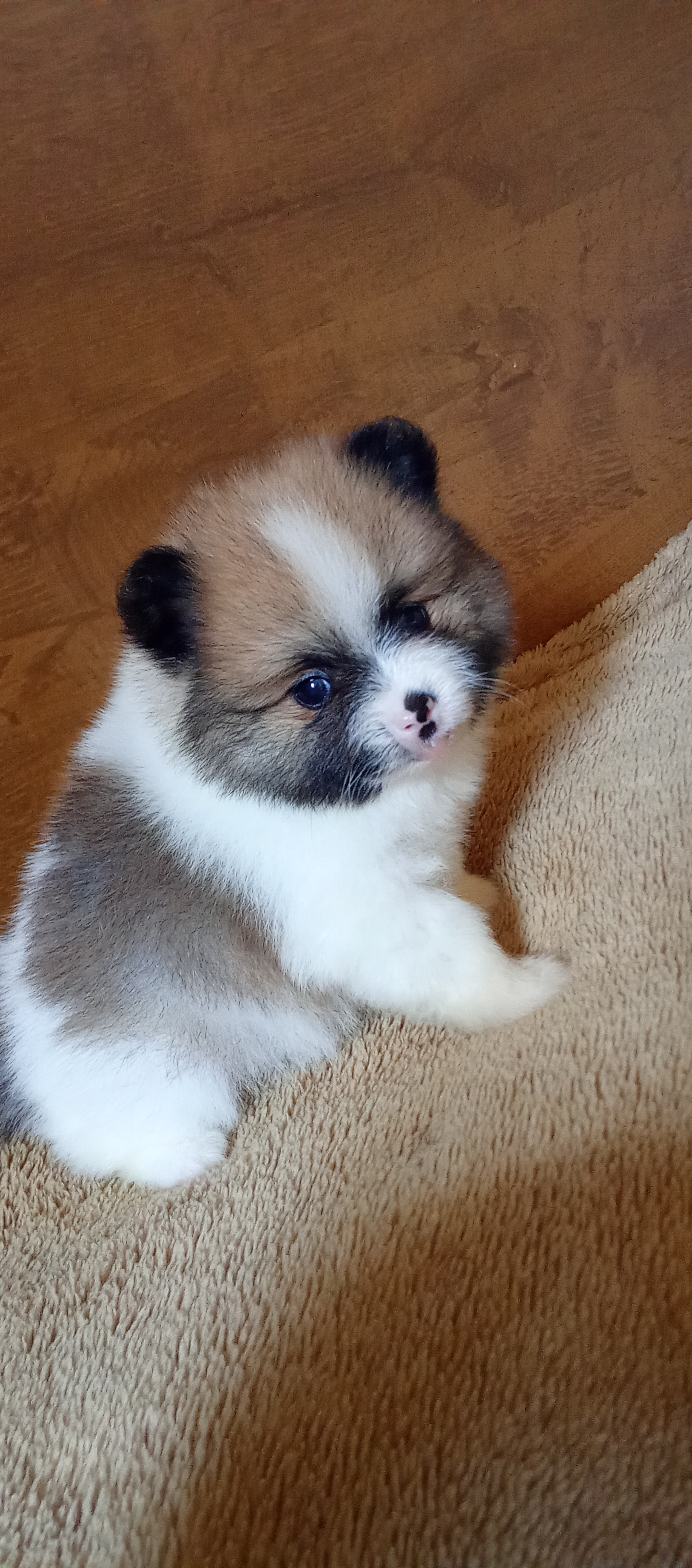 Portal Vendocão Filhote fêmea lulu da Pomerânia  Teófilo Otoni