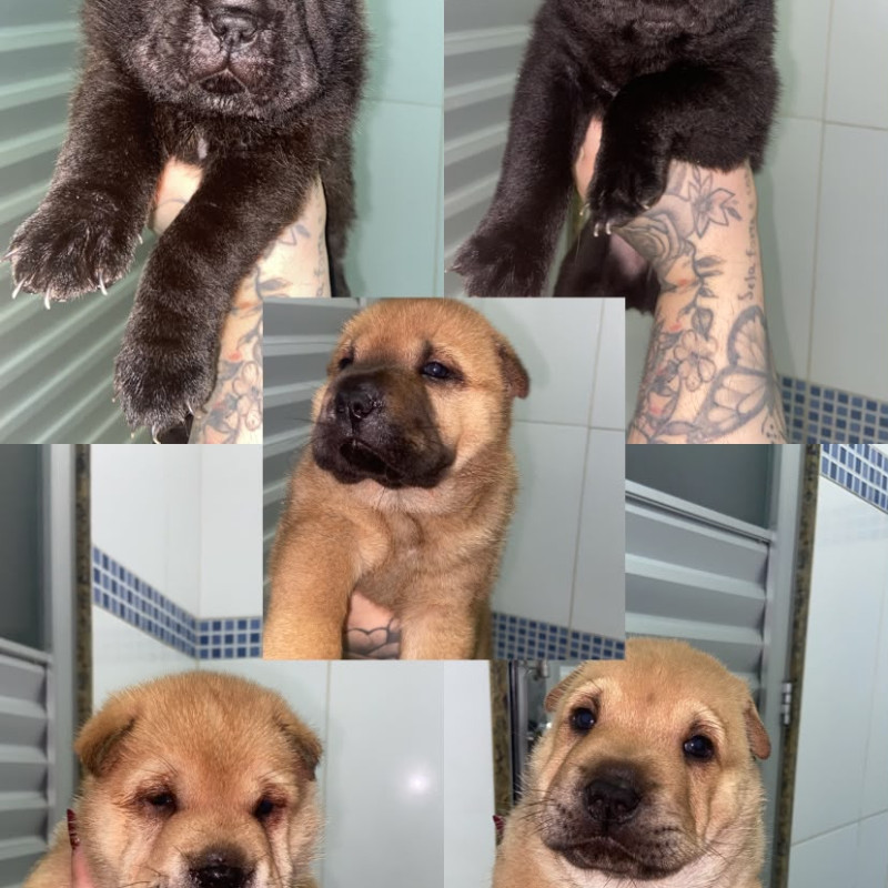 Filhotes Shar pei puros e lindosssssss - Foto 1