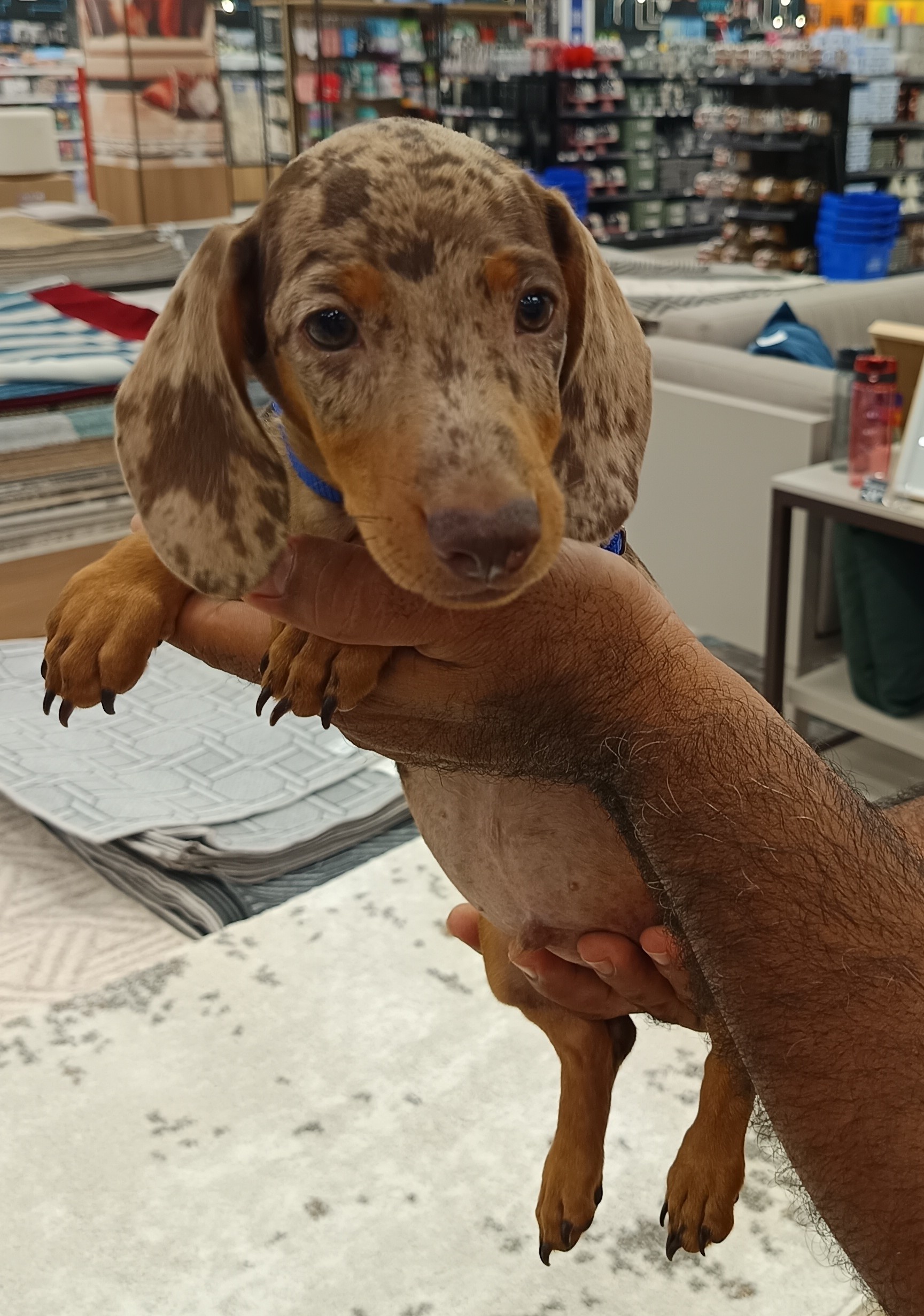 Portal Vendocão Venda de dachshund  Manaus