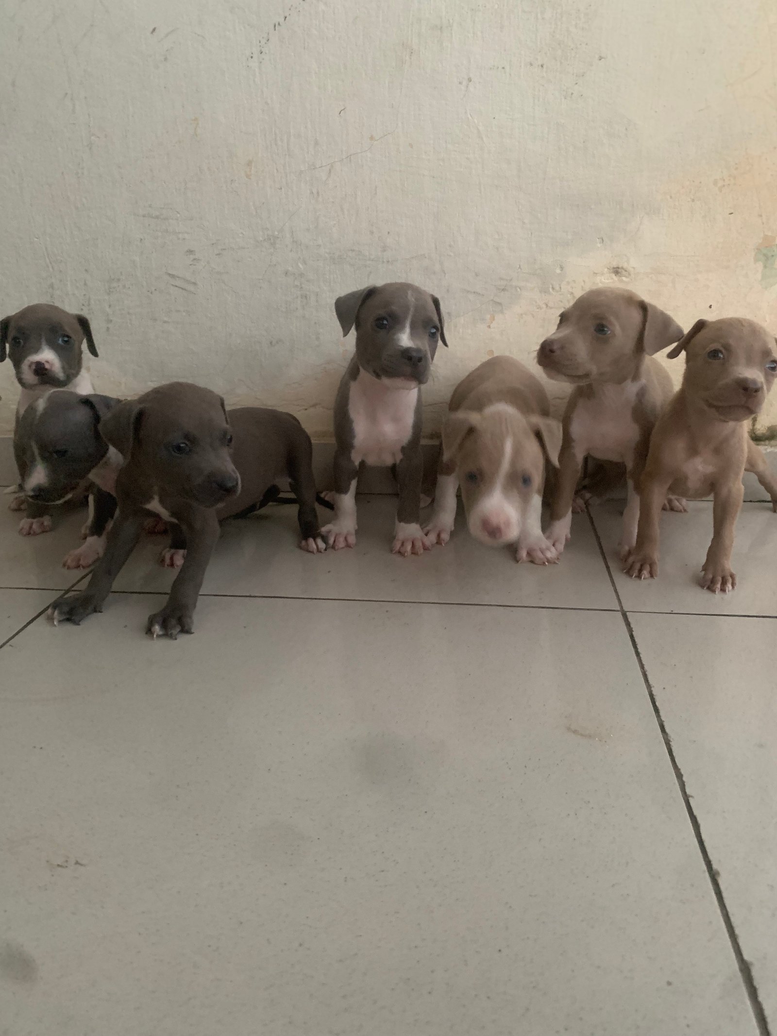 Filhote de pitbull sangue puro - Foto 1