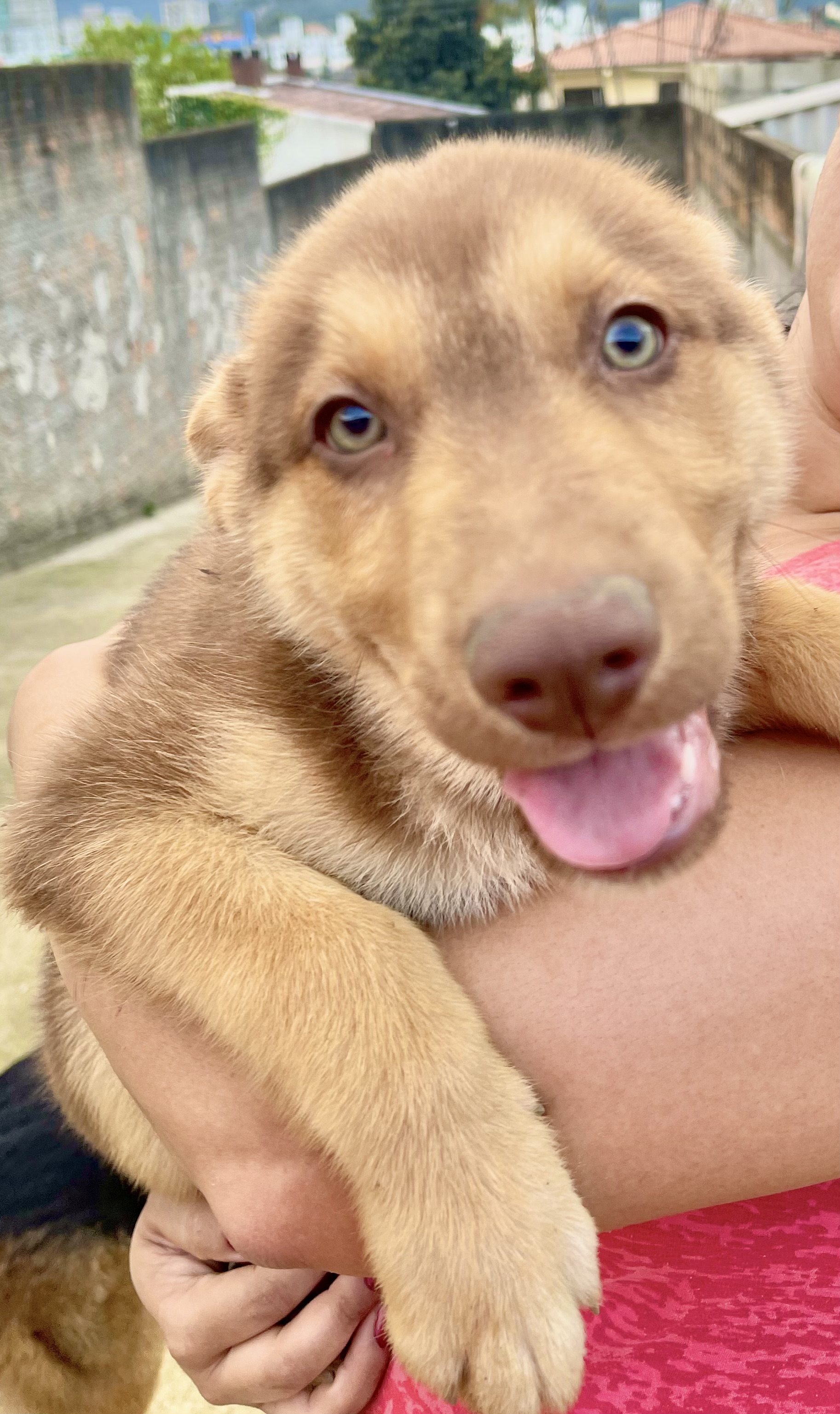 Portal Vendocão Filhotes de Shepsky - Mistura de Husky Siberiano e Pastor Alemão Puro! Biguaçu