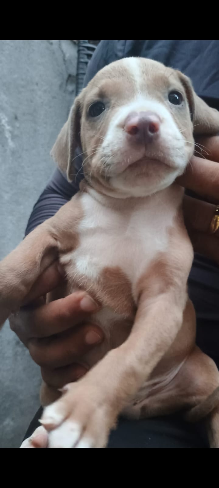 Portal Vendocão Pitbull monstro Manaus