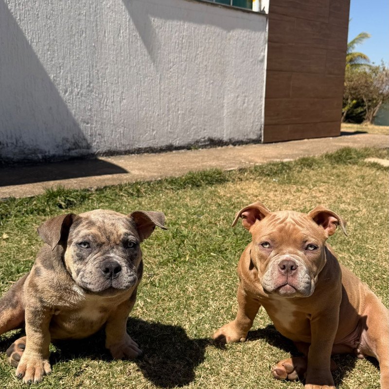 VENDE-SE AMERICAN BULLY