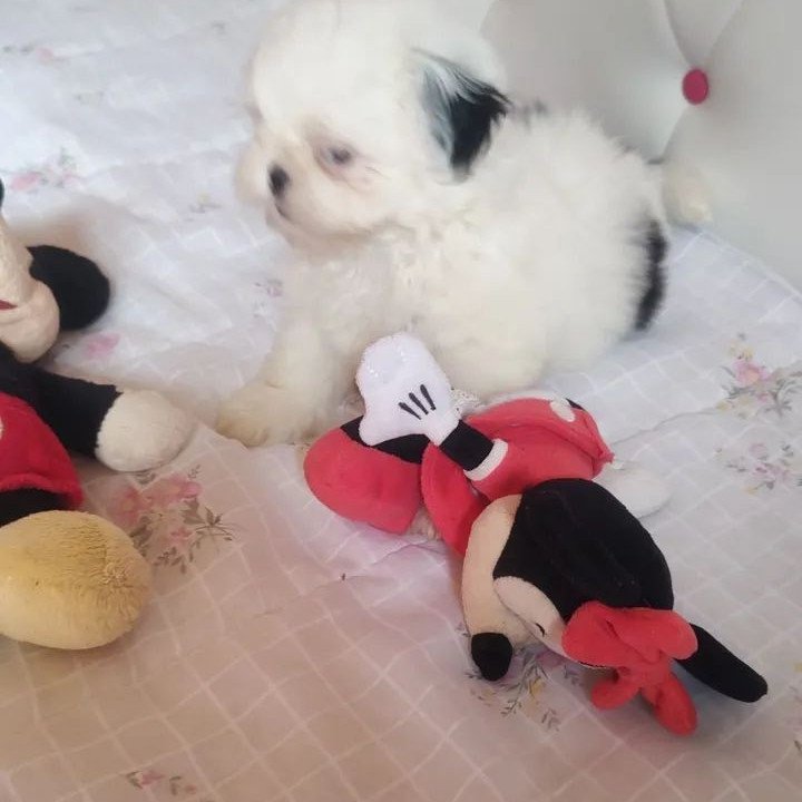 Shitzu miniatura 43991935535