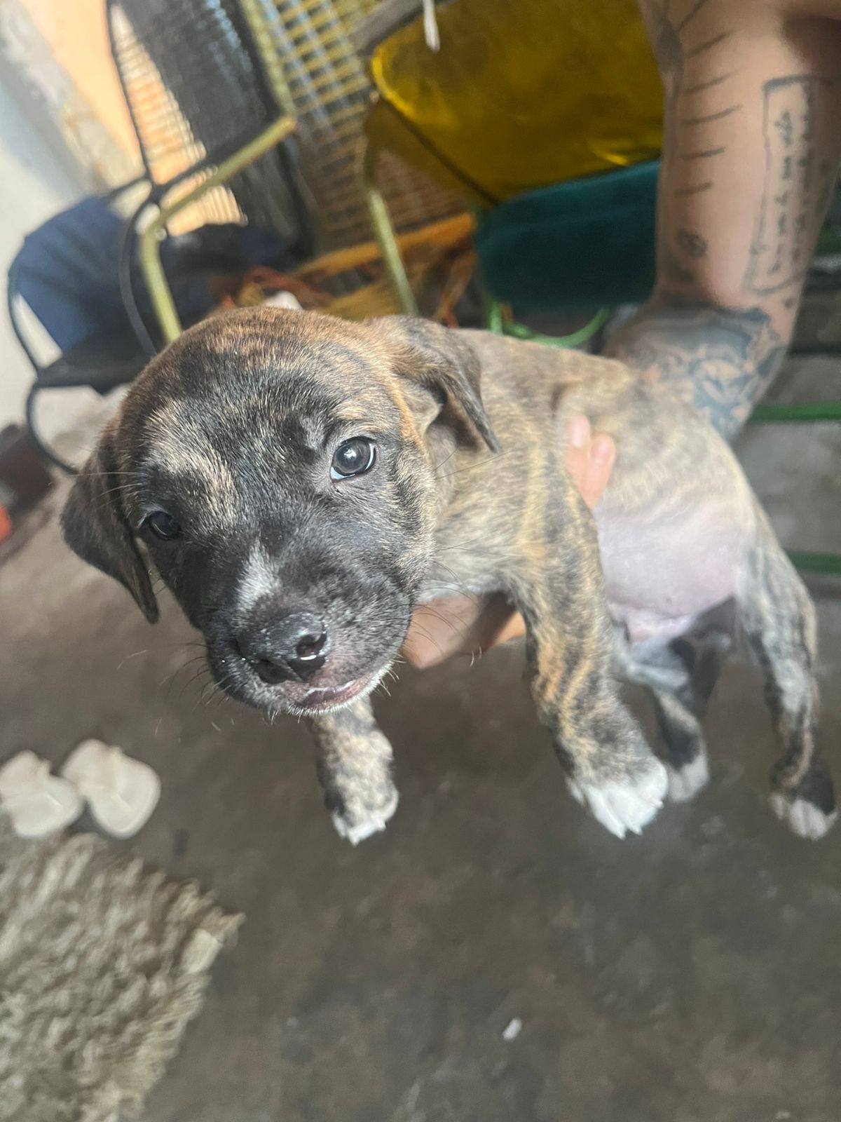 Portal Vendocão Filhote Pitbull  Teresina