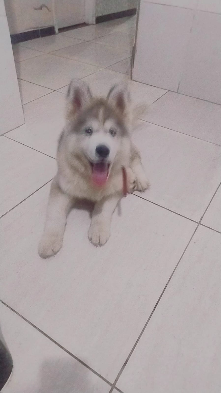 Portal Vendocão Vendo filhote de Husky siberiano  Capela Sergipe 