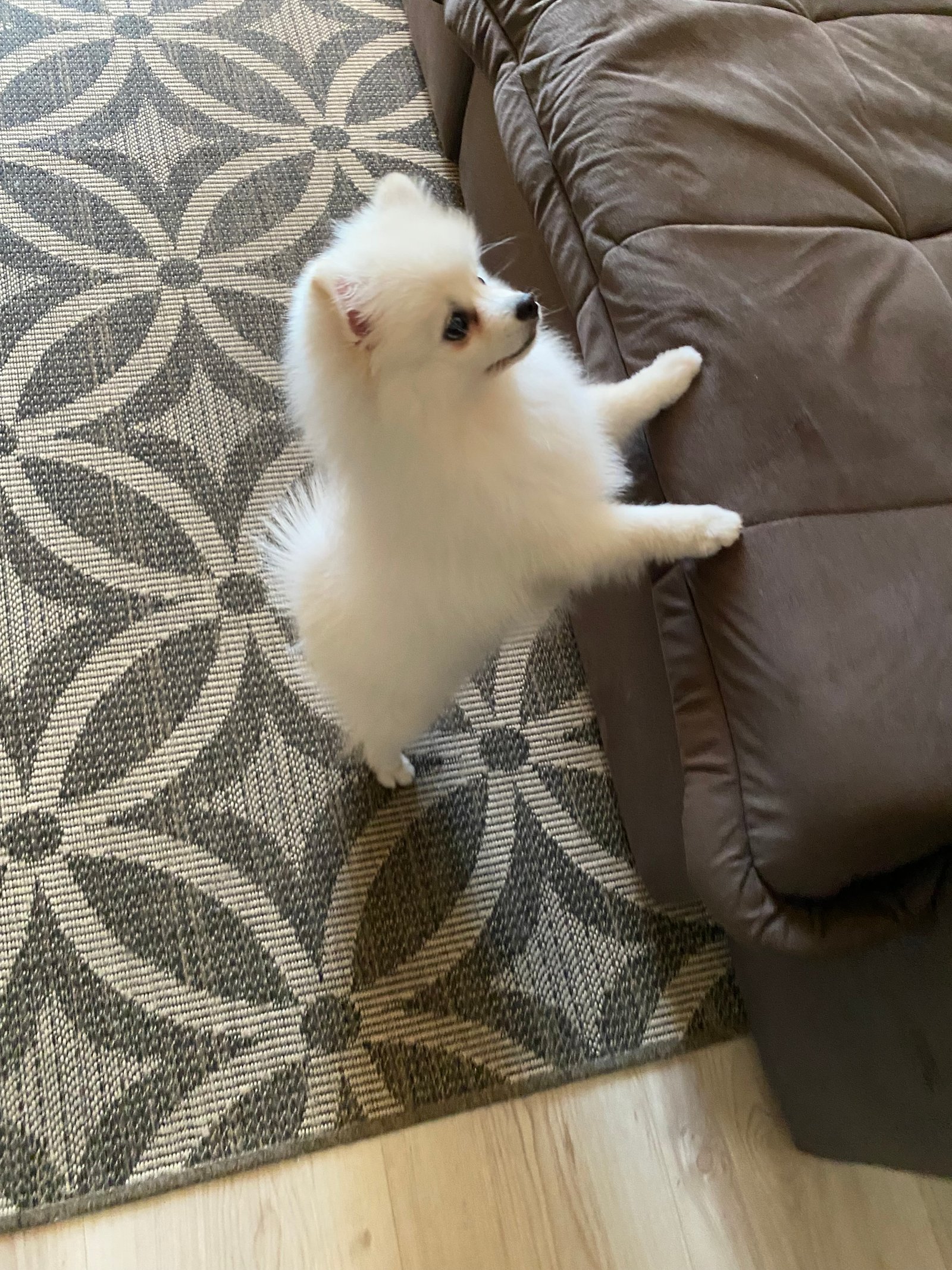 Vendo Spitz Alemão anão - Foto 2