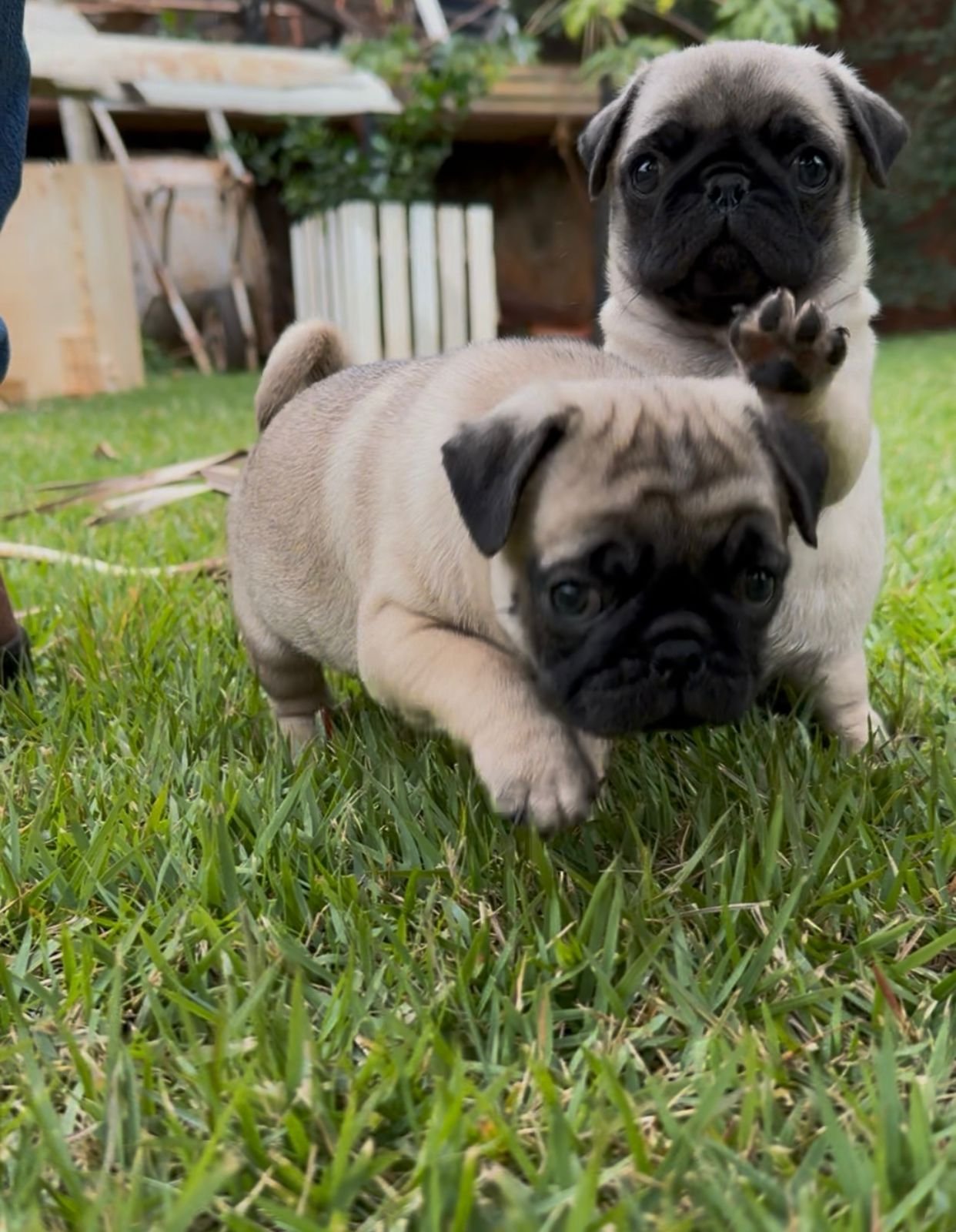 Filhotes de Pug femeas - Foto 3