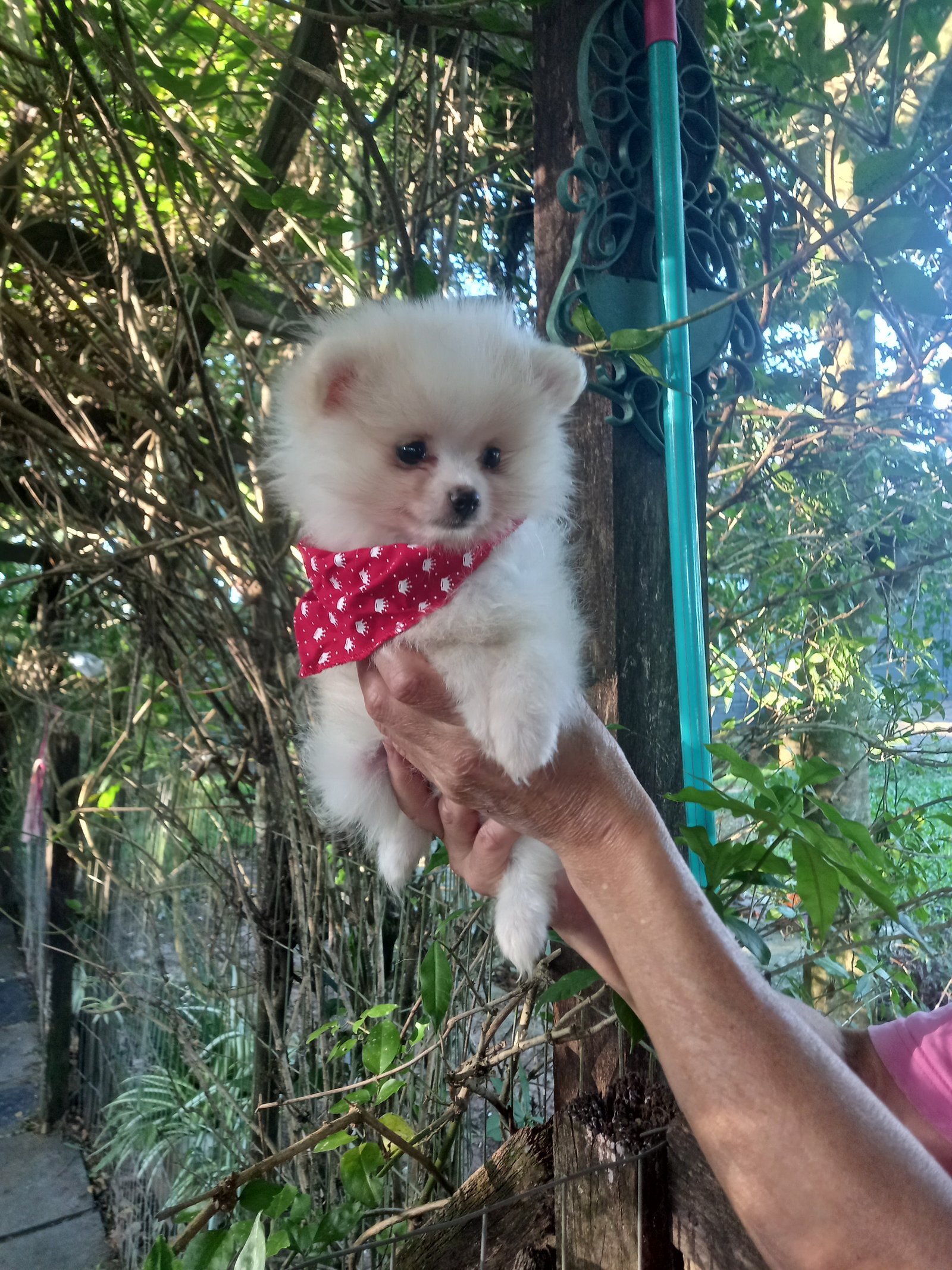 Lulu da pomeranea - Foto 2