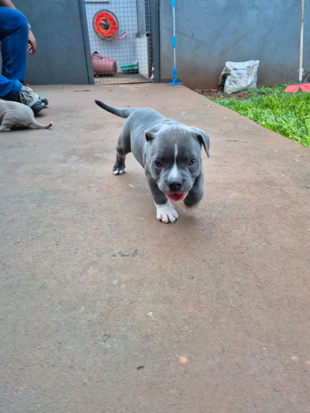 Portal Vendocão Filhotes de American Bully  Sertanópolis